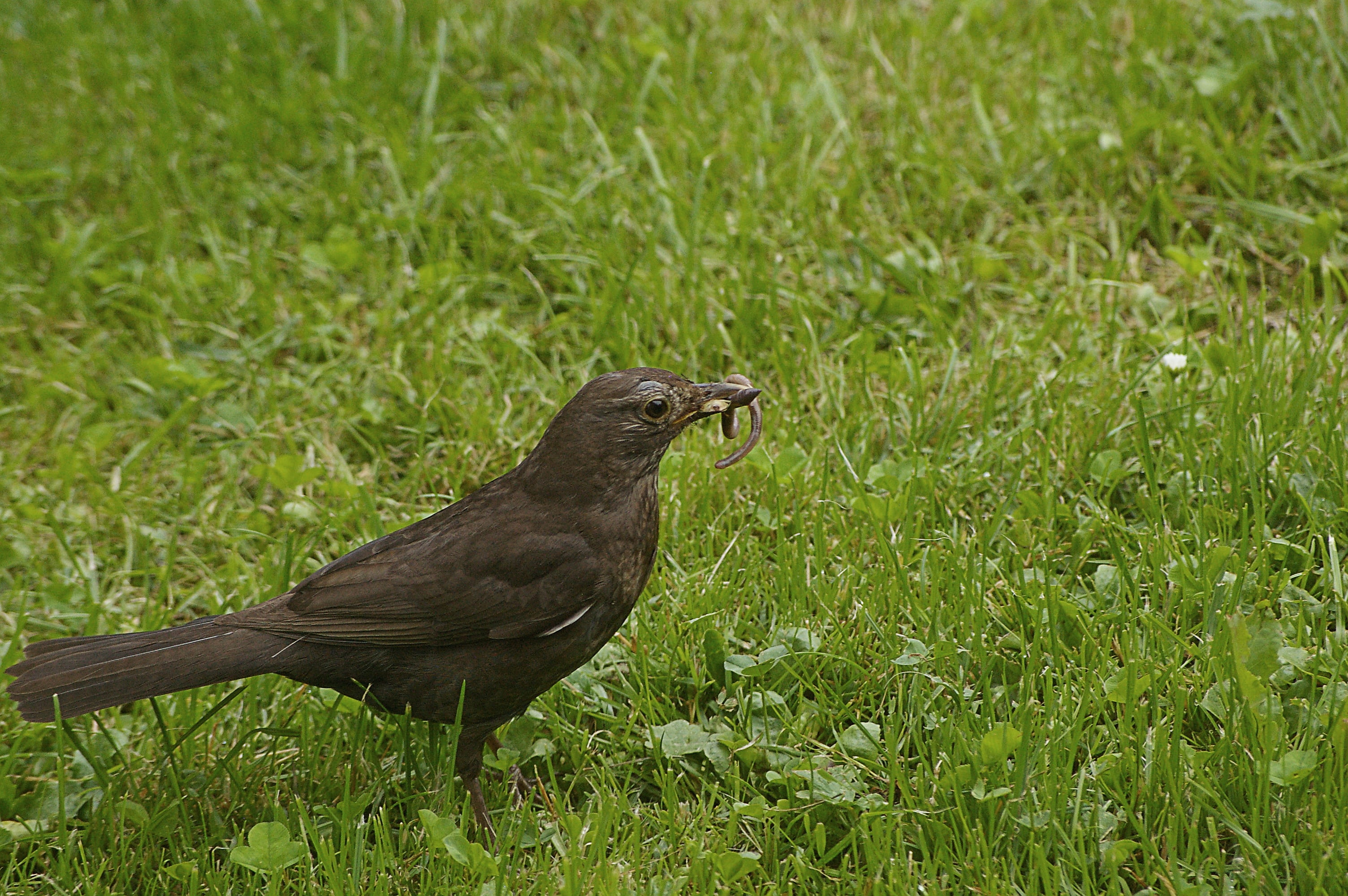 land, outdoors, earthworm, blackbird, animal, beauty in nature, animal world, field, grass, nature, grass area, summer, bird, growth, one animal, day, 2K, HD Wallpaper