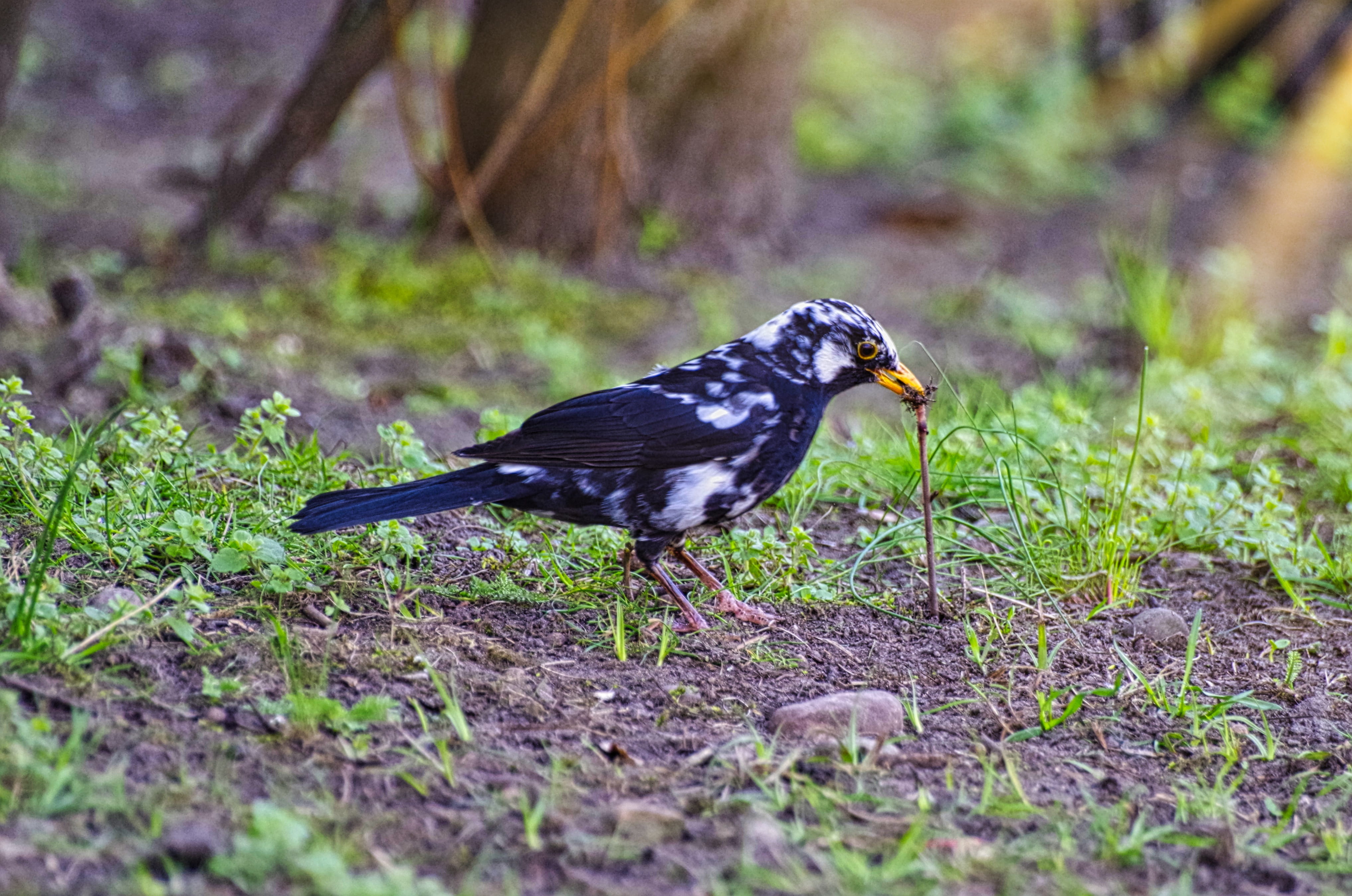outdoors, foraging, black and white, nature, 4K, bird, animal, earthworm, rarely, land, selective focus, worm, day, one animal, animals in the wild, full length, HD Wallpaper