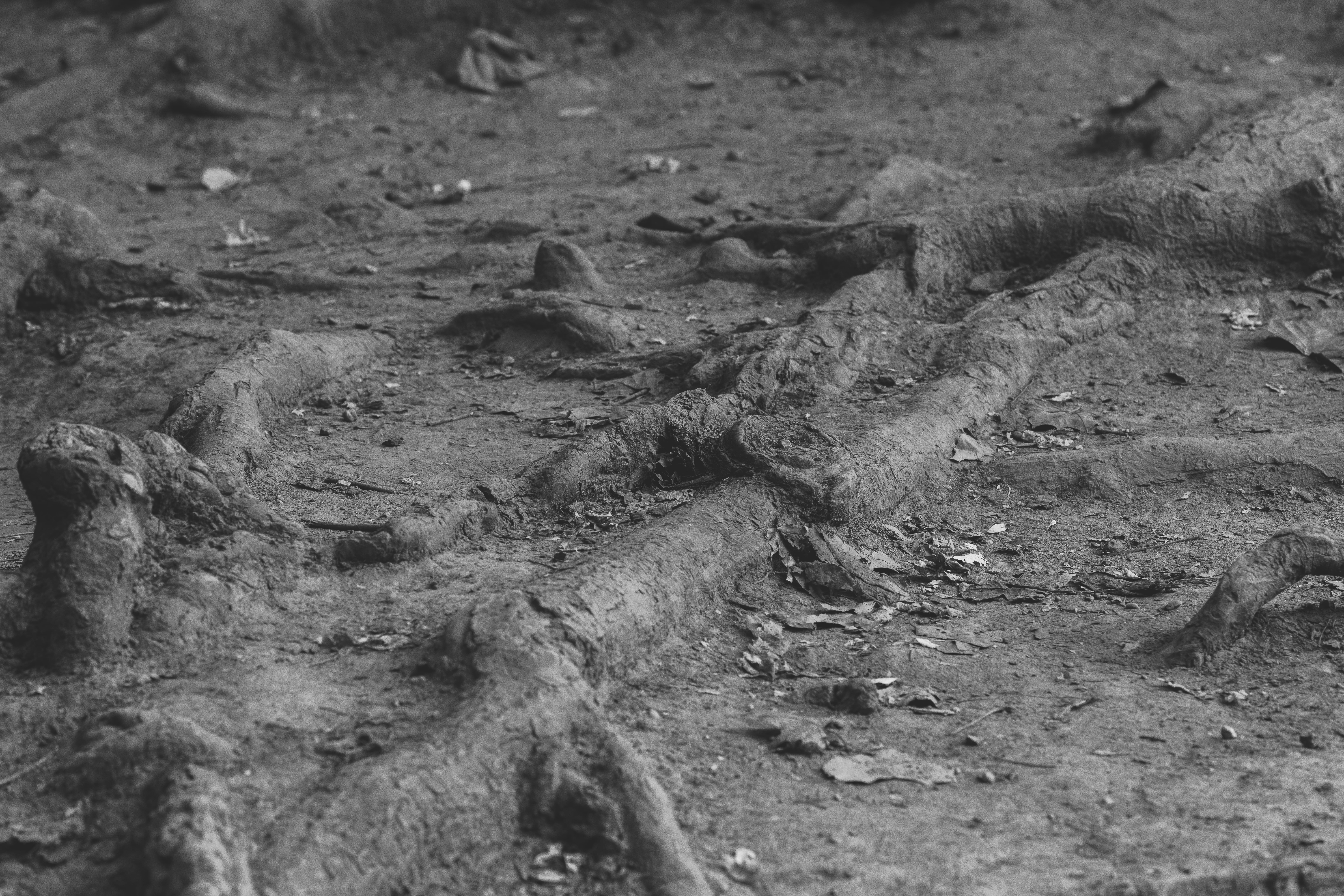 field, close-up, black, animal, outdoors, floor, black and white, no people, holliday park, plant part, root, roots, tree, forest, dirty, land, high angle view, HD Wallpaper