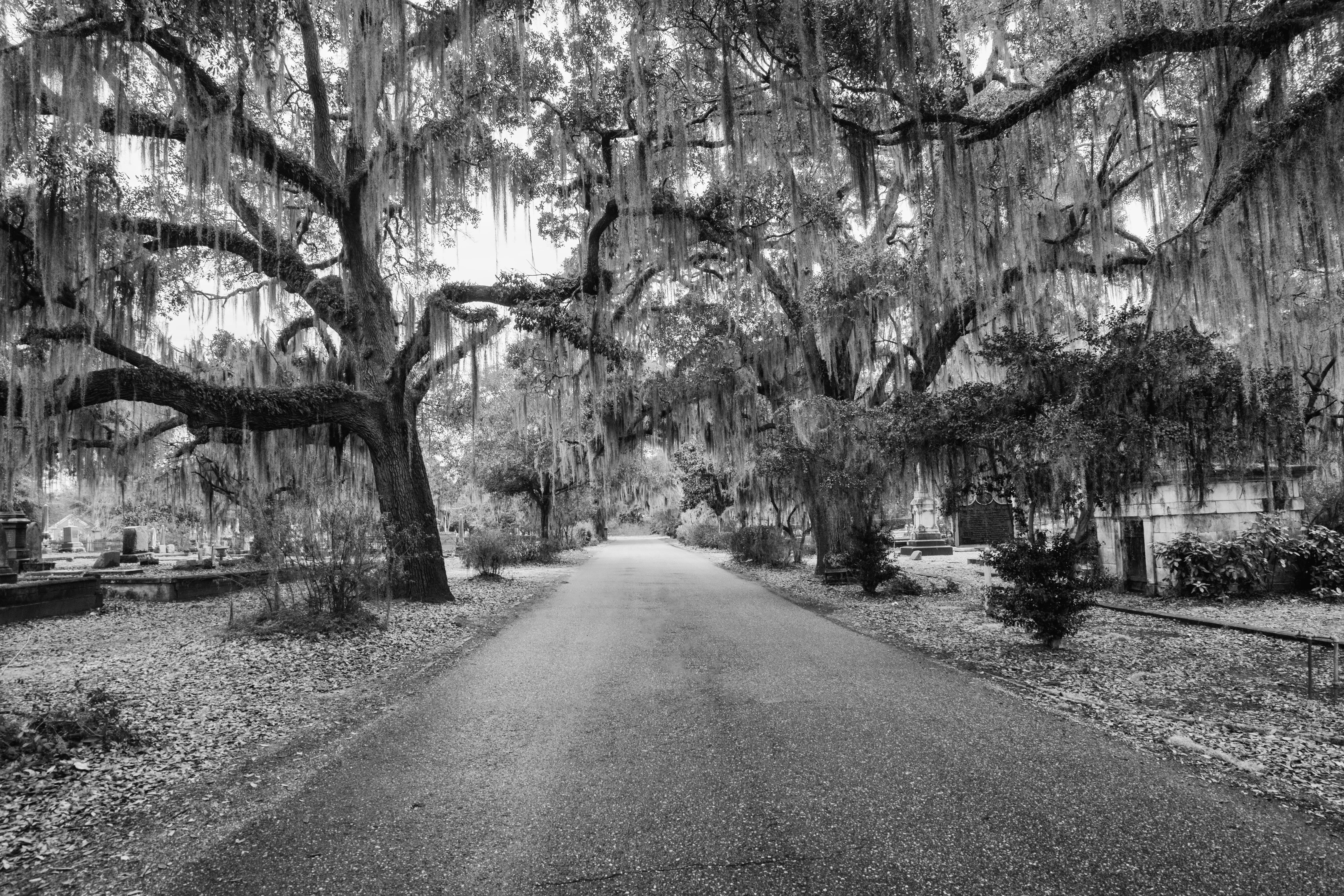 united states, nature, tree trunk, street, treelined, empty, trunk, empty road, beauty in nature, black and white, diminishing perspective, southern live oak, HD Wallpaper