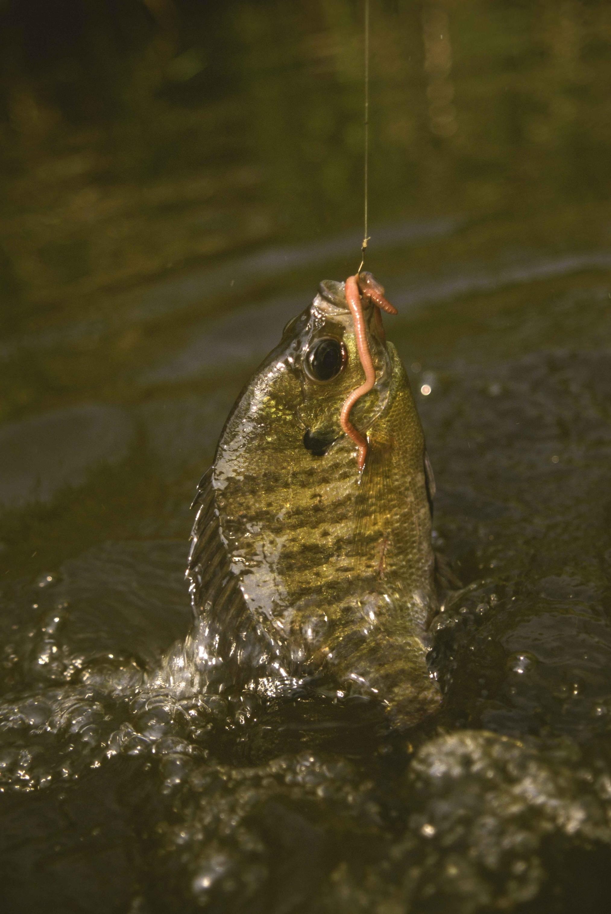 day, bluegill, earthworm, lake, waterfront, macrochirus, hunting, nature, caught, swimming, using, close-up, animal themes, sport, one animal, water, an, Phone HD Wallpaper