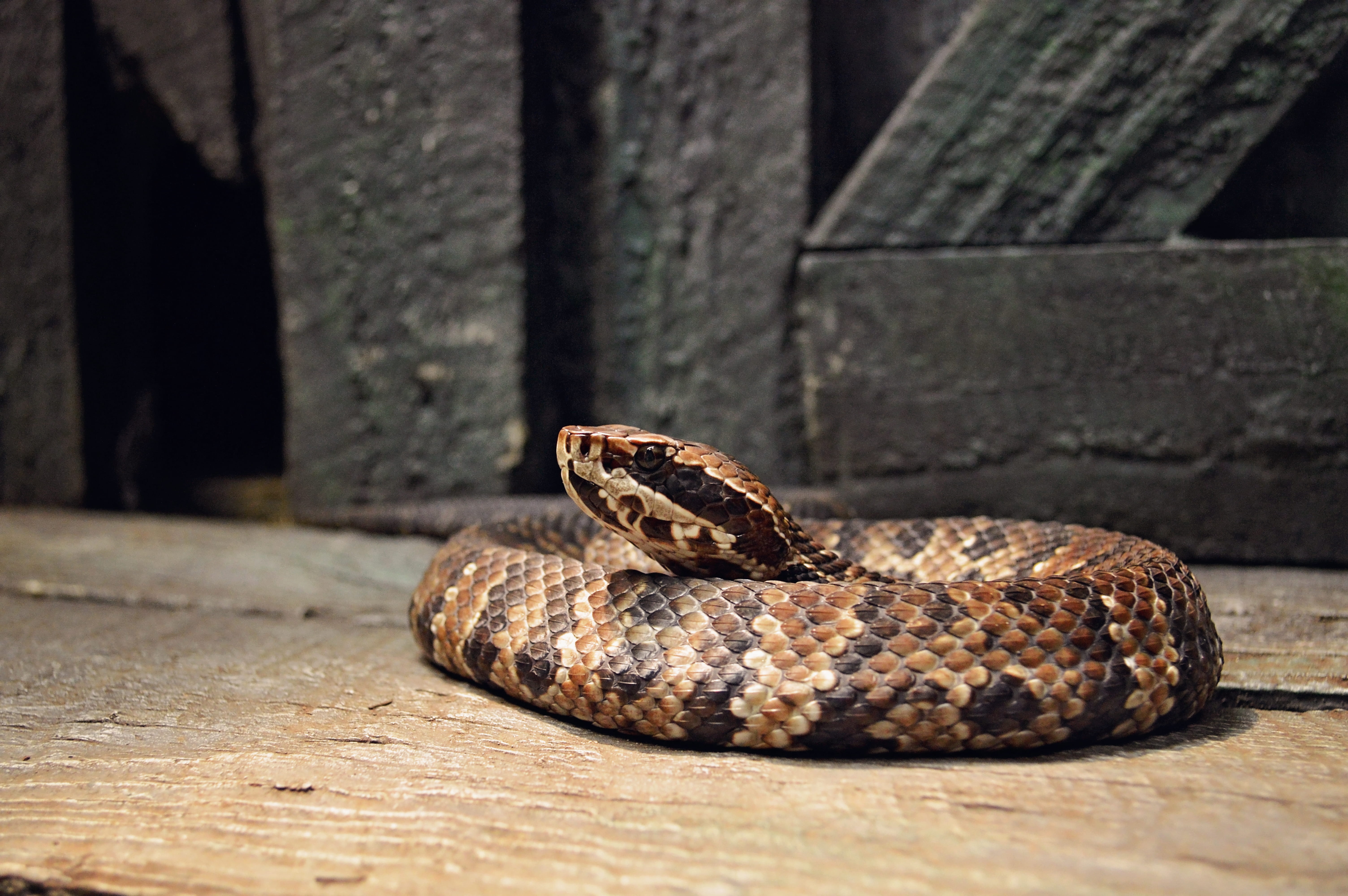 animal, poisonous, animals in the wild, no people, cottonmouth, poison, wood - material, animal themes, vertebrate, scales, dangerous, sign, selective focus, HD Wallpaper