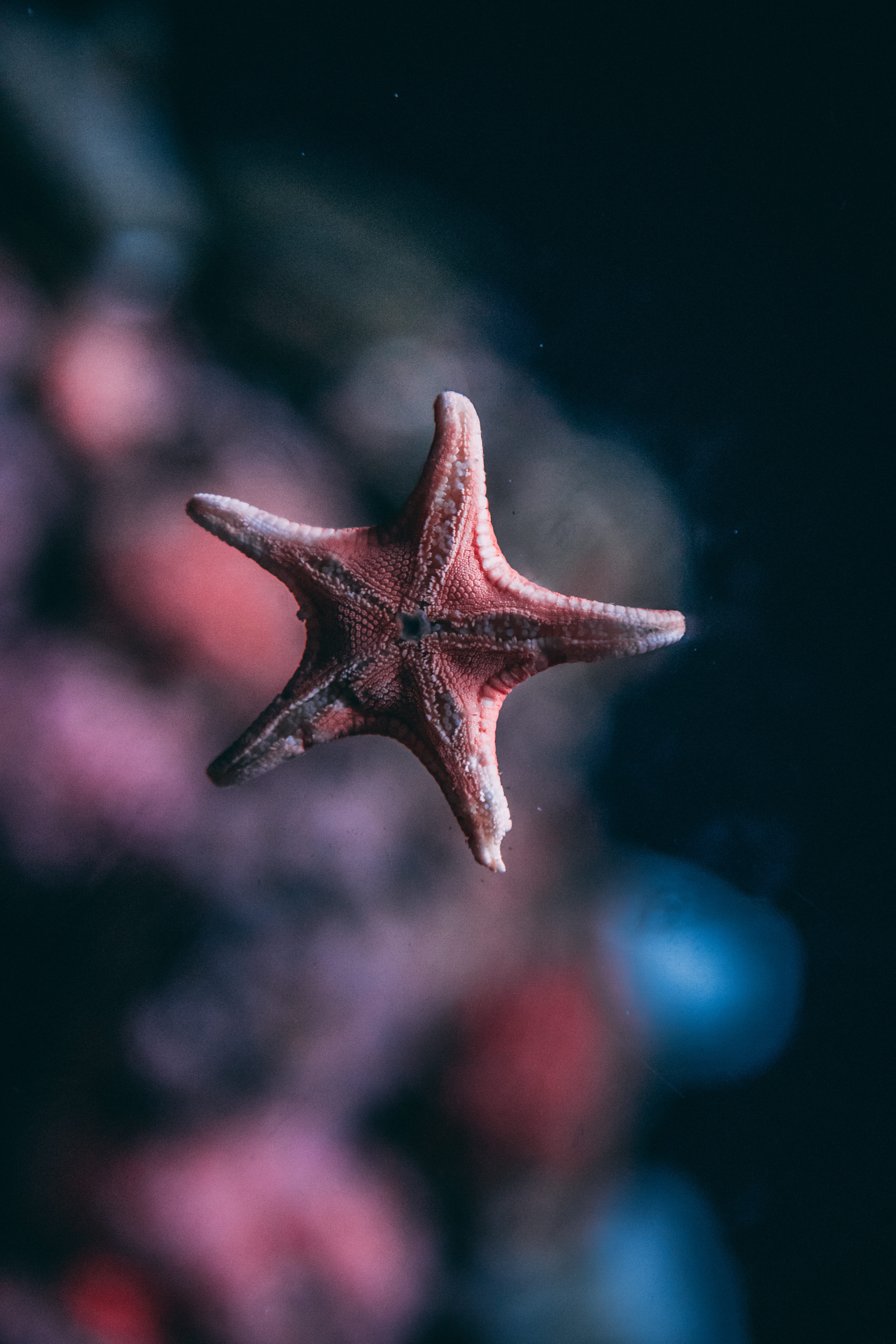 starfish, focus on foreground, shape, one animal, photo, marine, animal themes, animals in the wild, brown, spongebob, creature, close-up, 5K, focus, sea life, Phone HD Wallpaper
