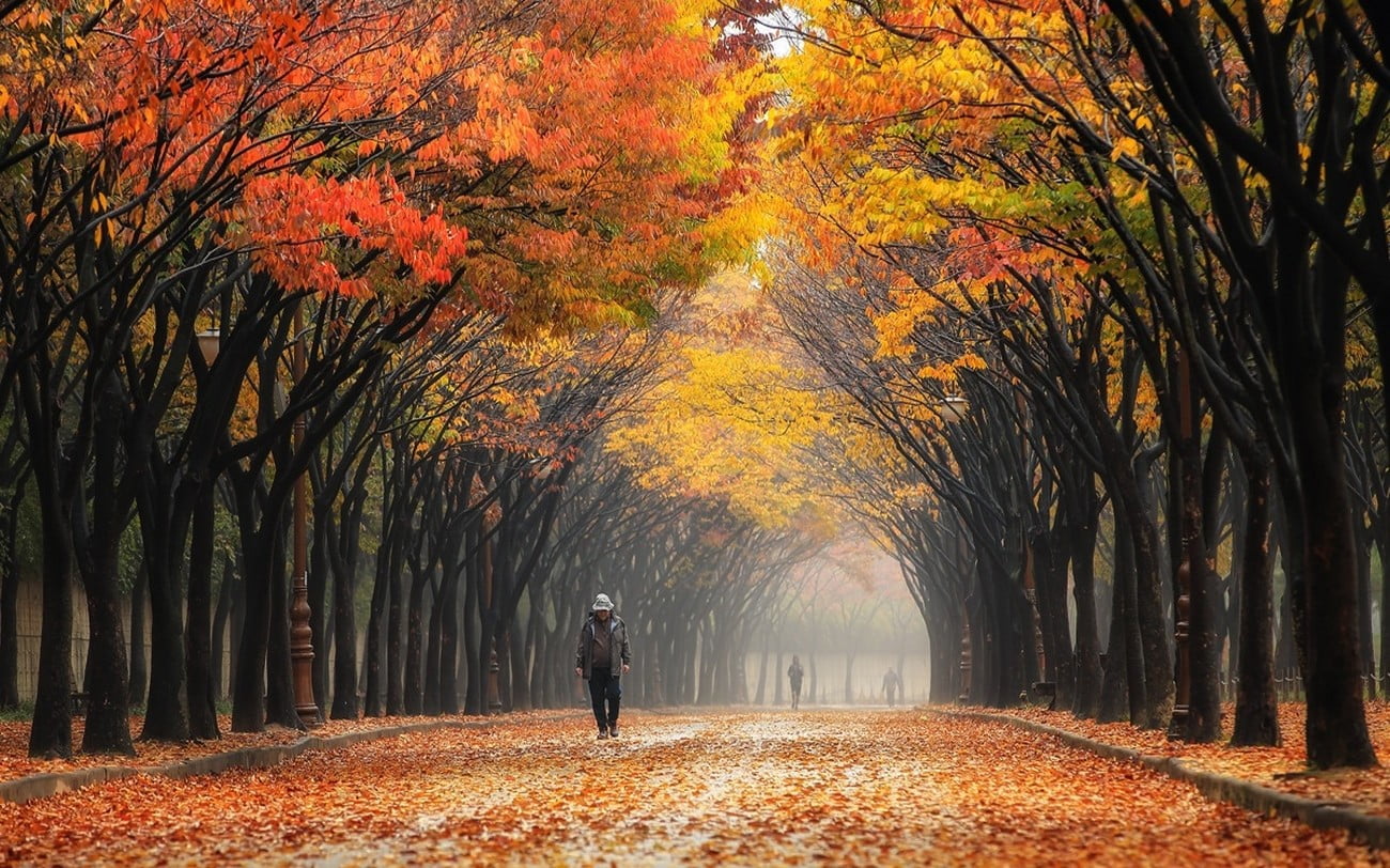 South Korea, tranquility, standing, tree, plant part, leaves, diminishing perspective, trees, pants, colorful, people, fog, treelined, leaf, change, lifestyles, HD Wallpaper