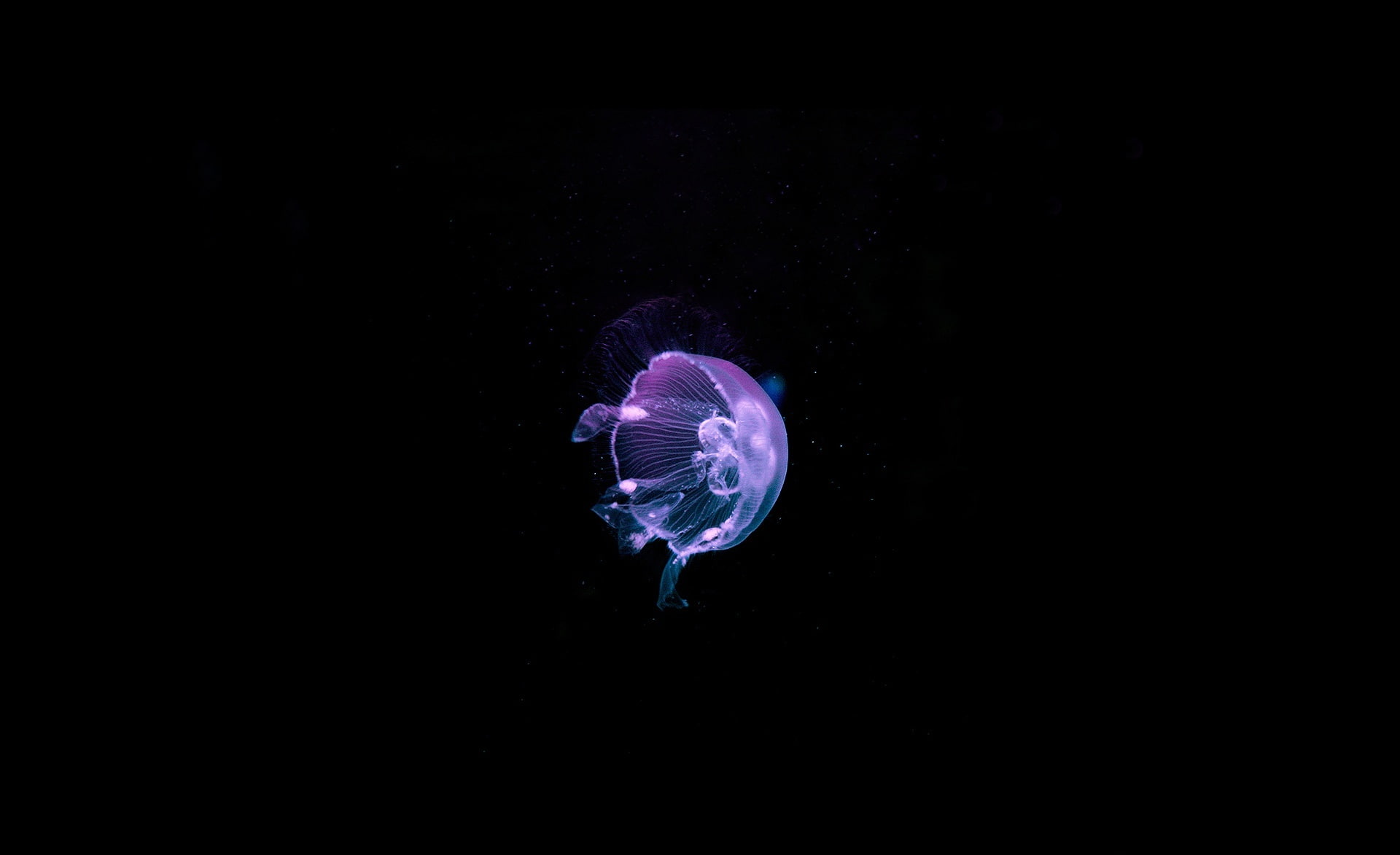 sea life, water, jellyfish, purple, outdoors, nature, ocean, black background, luminosity, copy space, floating on water, dark, jelly, 1080P, Animals, HD Wallpaper