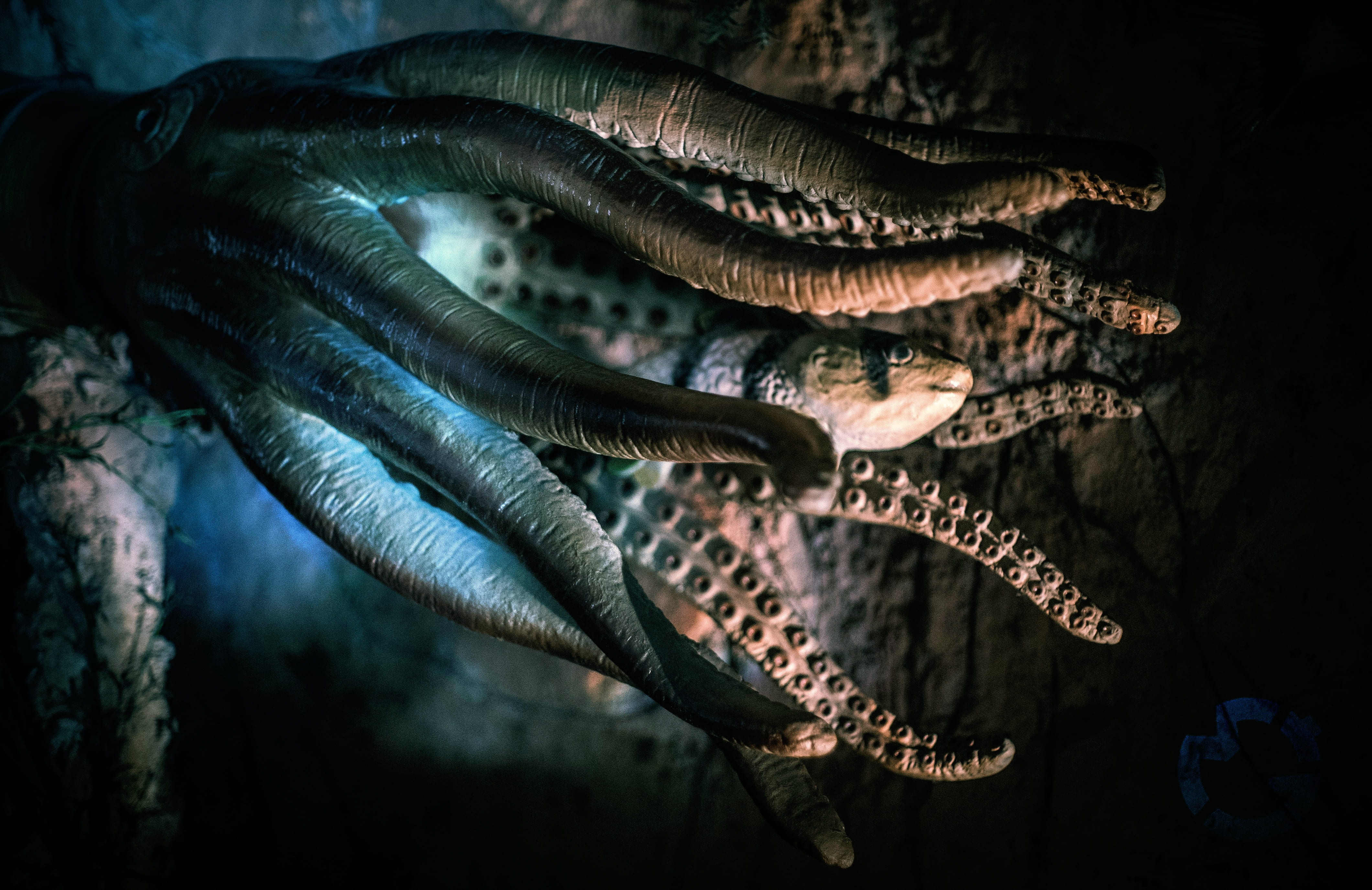 deep sea, mood, outdoors, freshness, sea, predator, atmospheric, healthy eating, 4K, seafood, food, vertebrate, food and drink, no people, wellbeing, risk, HD Wallpaper
