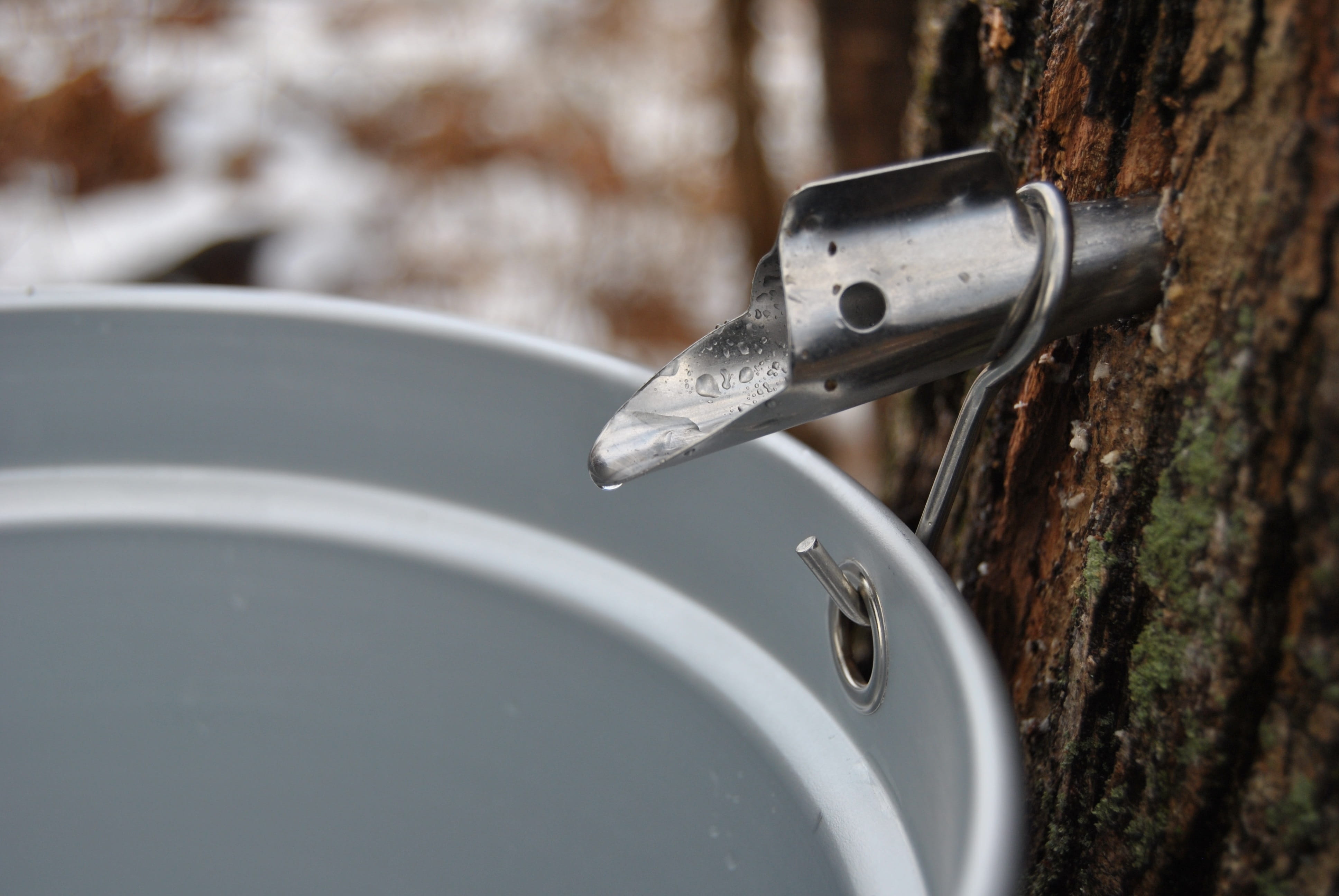 selective focus, focus, drop, springtime, faucet, Tree, collecting, focus on foreground, trunk, traditional, pail, water, plant, outdoors, no people, Maple Syrup, HD Wallpaper