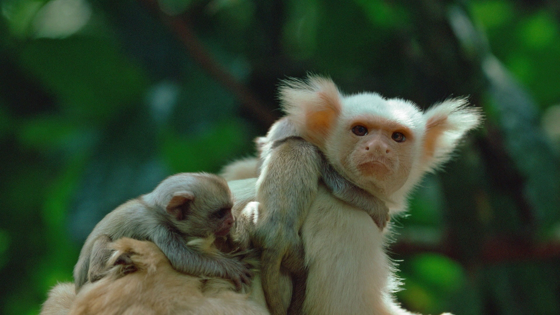 Marmoset, Cubs, 1080P, Dad, HD Wallpaper