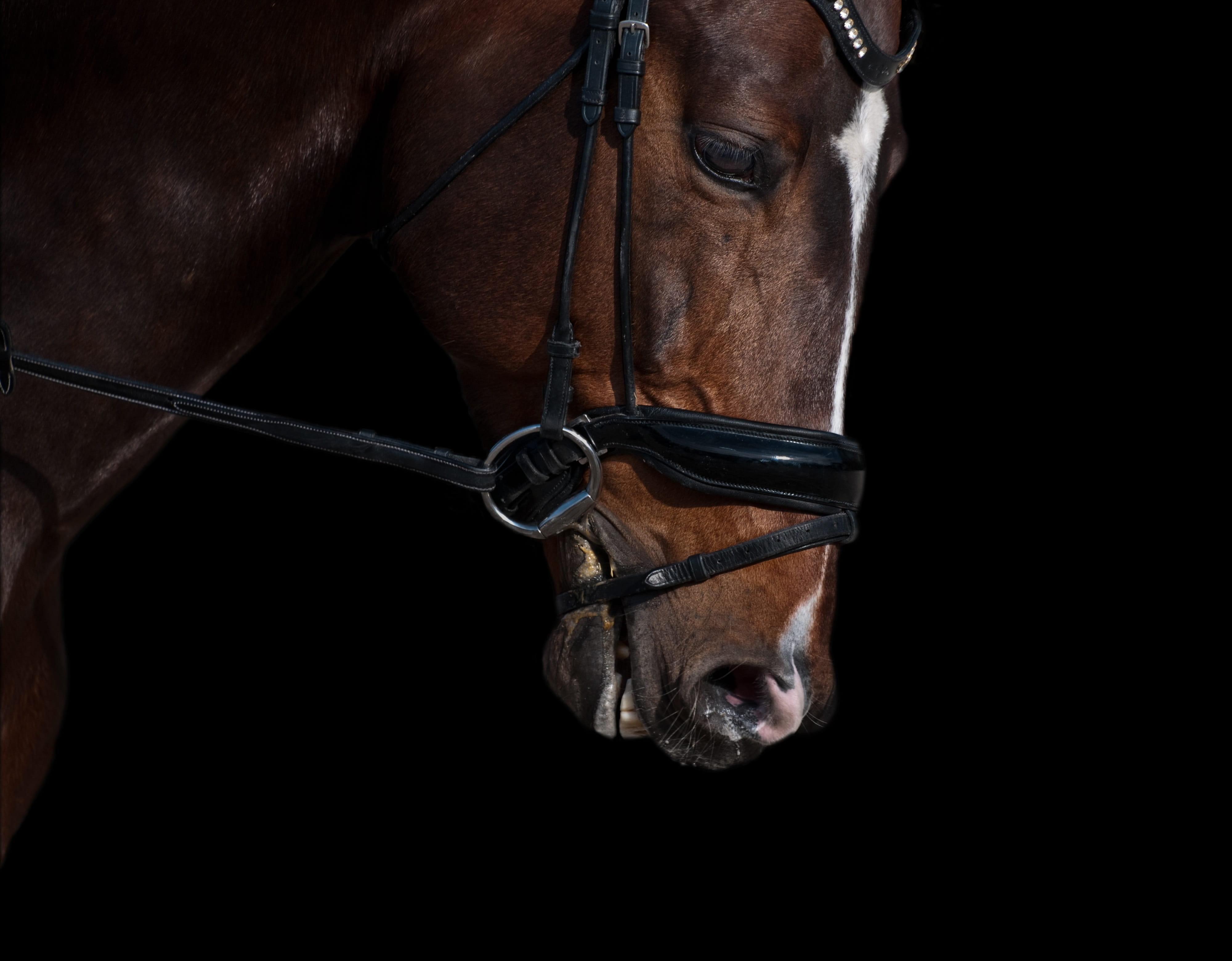 working animal, one animal, animal head, black background, sport, herbivorous, mammal, adult, head, close-up, adults only, bridle, one person, animal wildlife, HD Wallpaper