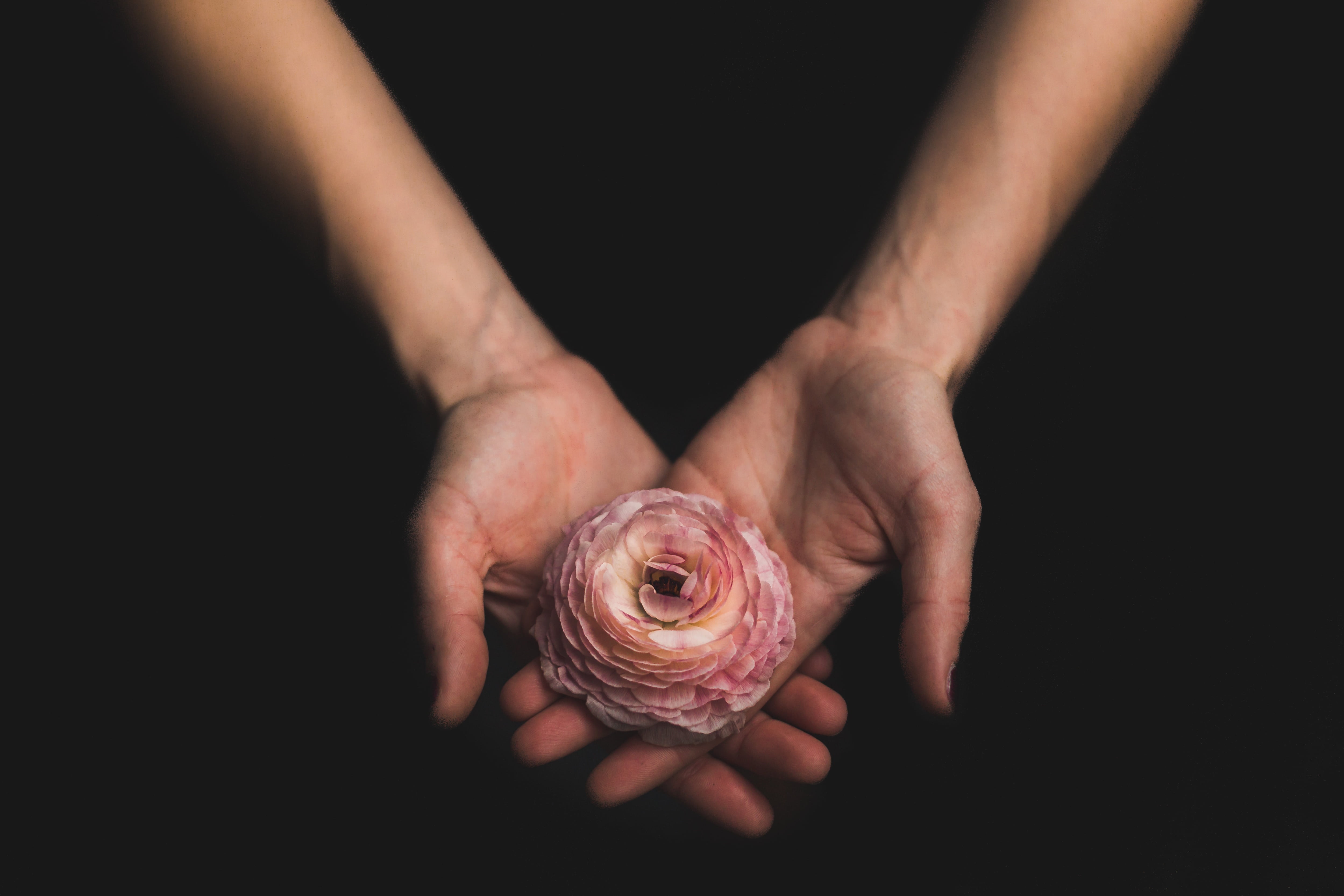 close-up, body part, arm, dark, human hand, animal themes, food and drink, hands cupped, human limb, carnation, one person, hand, people, indoors, pink, HD Wallpaper