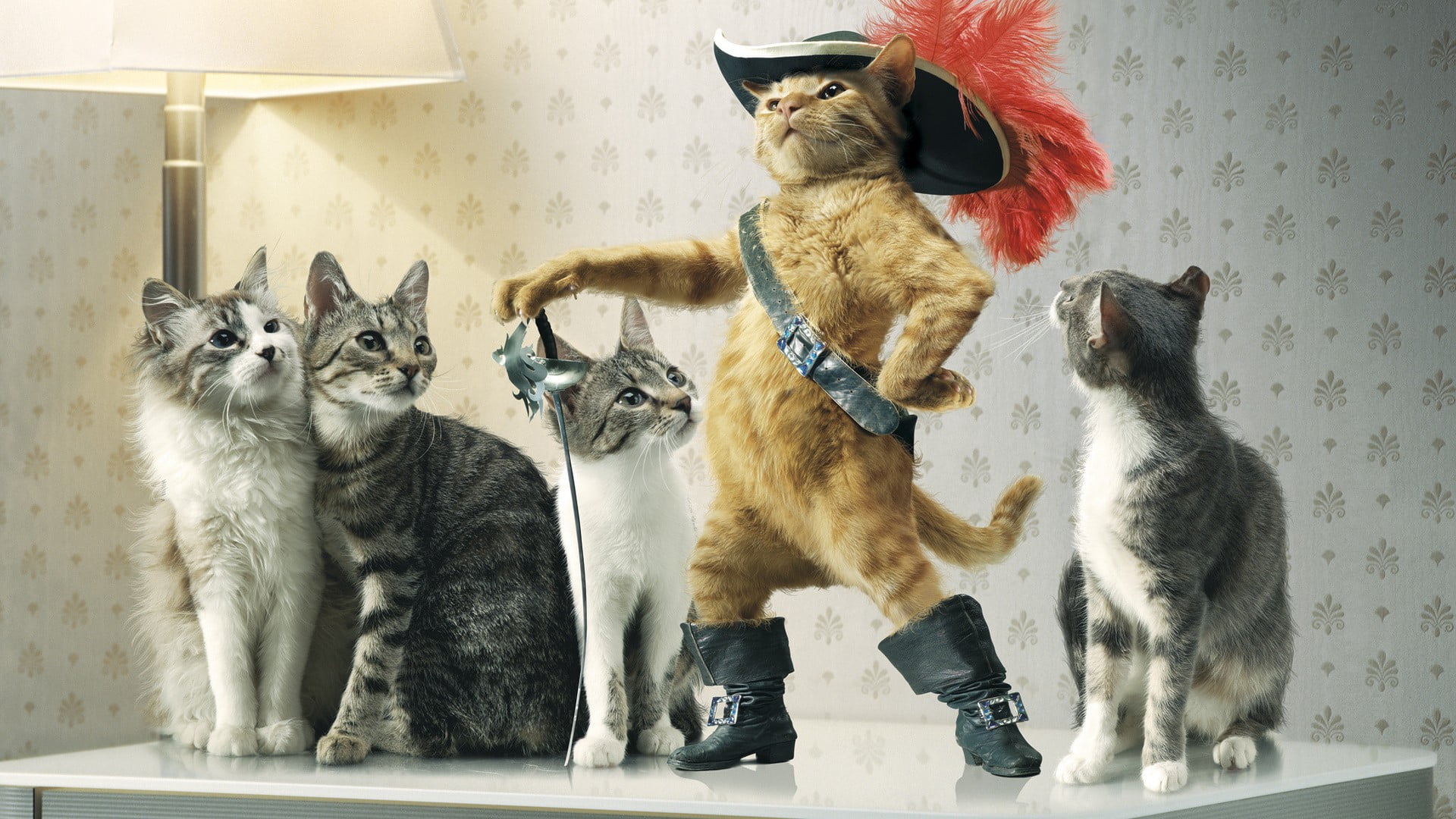 domestic, pets, table, two animals, 1080P, home interior, mammal, whisker, creativity, domestic animals, cat, animal themes, no people, feline, Puss in Boots, HD Wallpaper