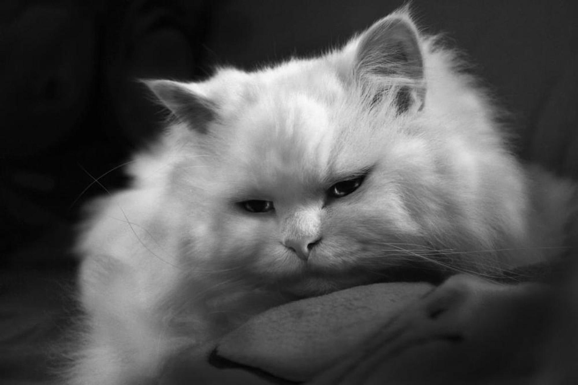 perfect, puss, 1080P, purrrfect, beautiful, HD Wallpaper