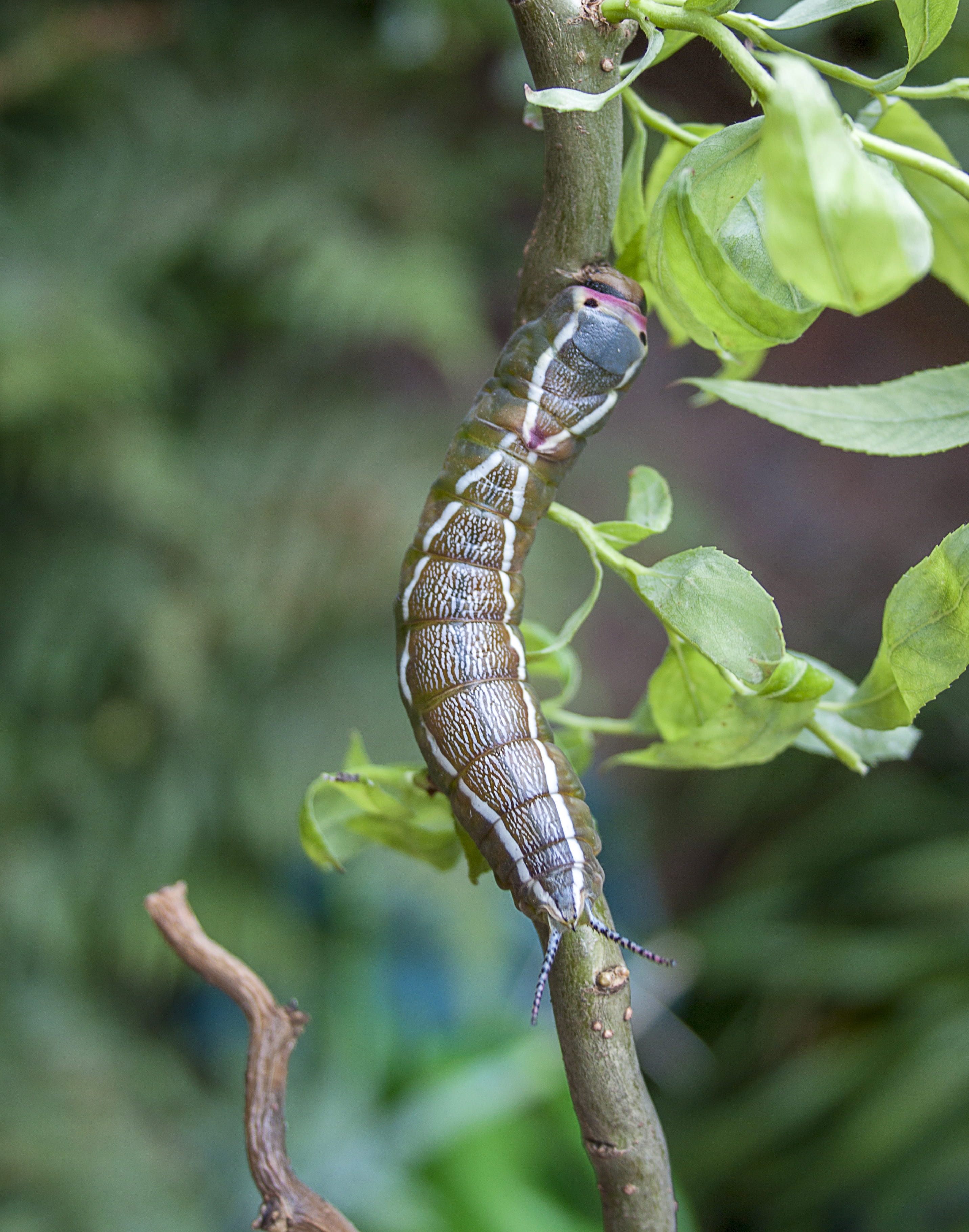 green color, crawl, animal wildlife, tail, poisonous, plant part, plant, reptile, entomology, puss moth, no people, close-up, nature, focus on foreground, Phone HD Wallpaper