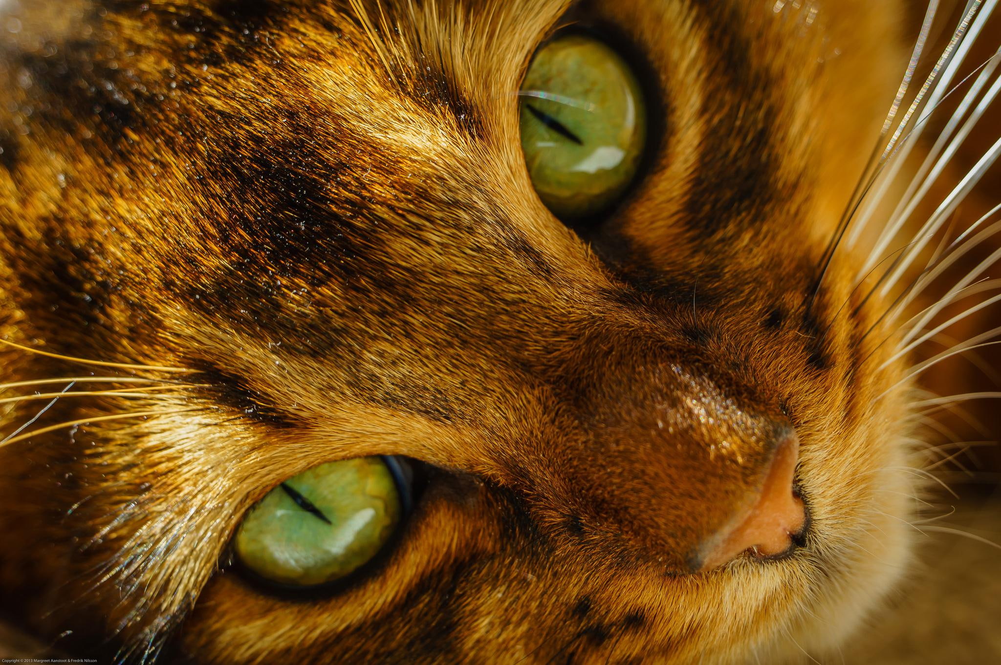 desktop, snout, 1080P, glance, eyes, background, cats, animals, HD Wallpaper