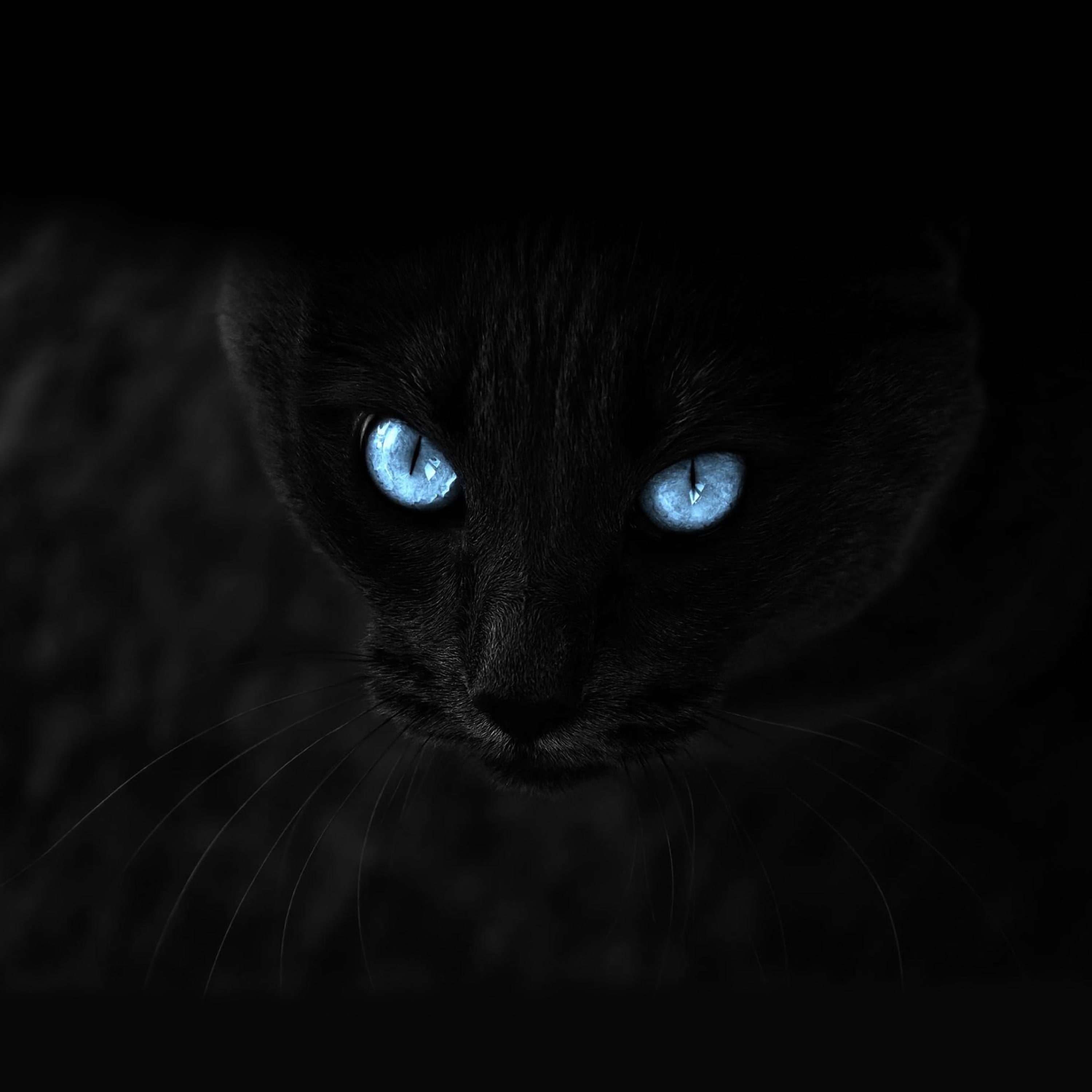 blue-eyed, cat, black, 2K, glance, Phone HD Wallpaper