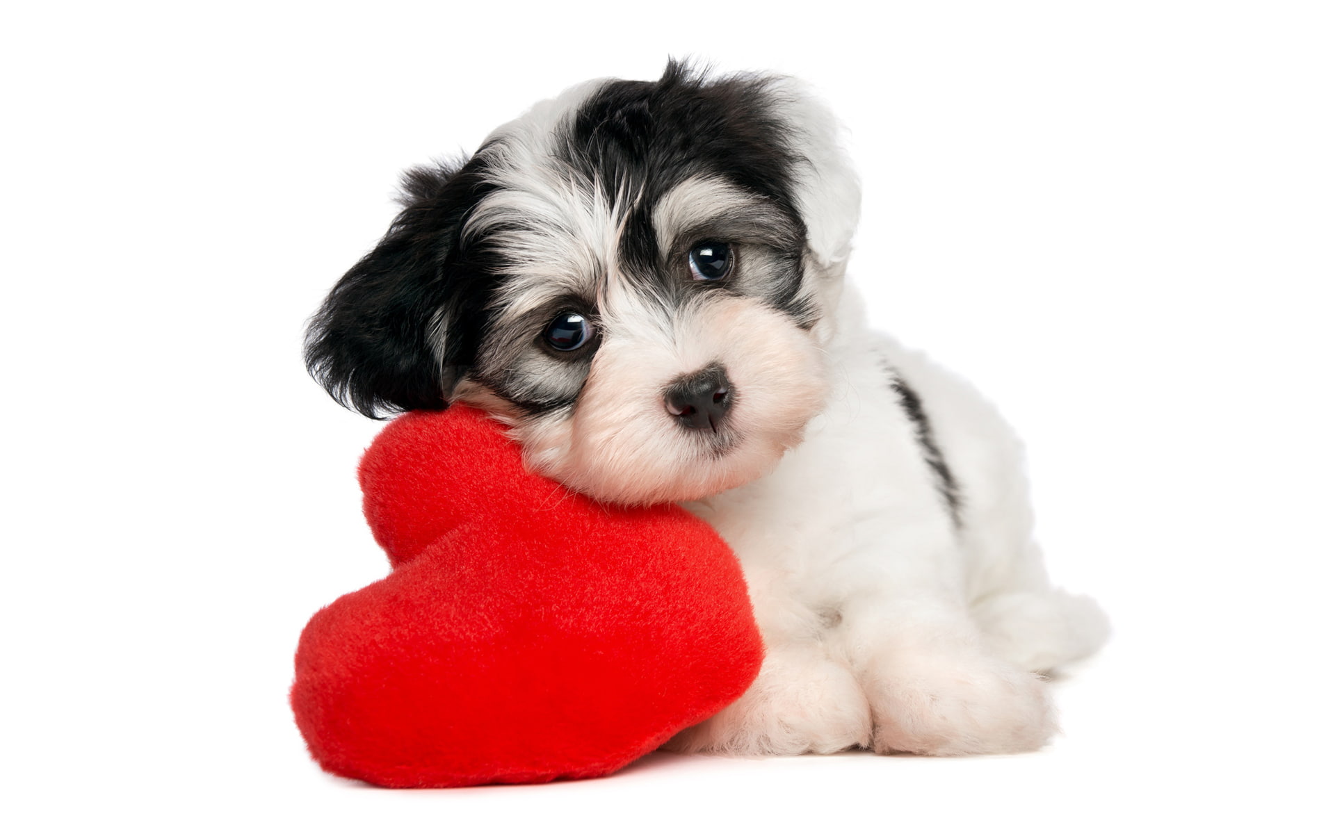 cute, bokeh, puppys, animals, puppy, love, 1080P, glance, baby, dogs, heart, mood, HD Wallpaper