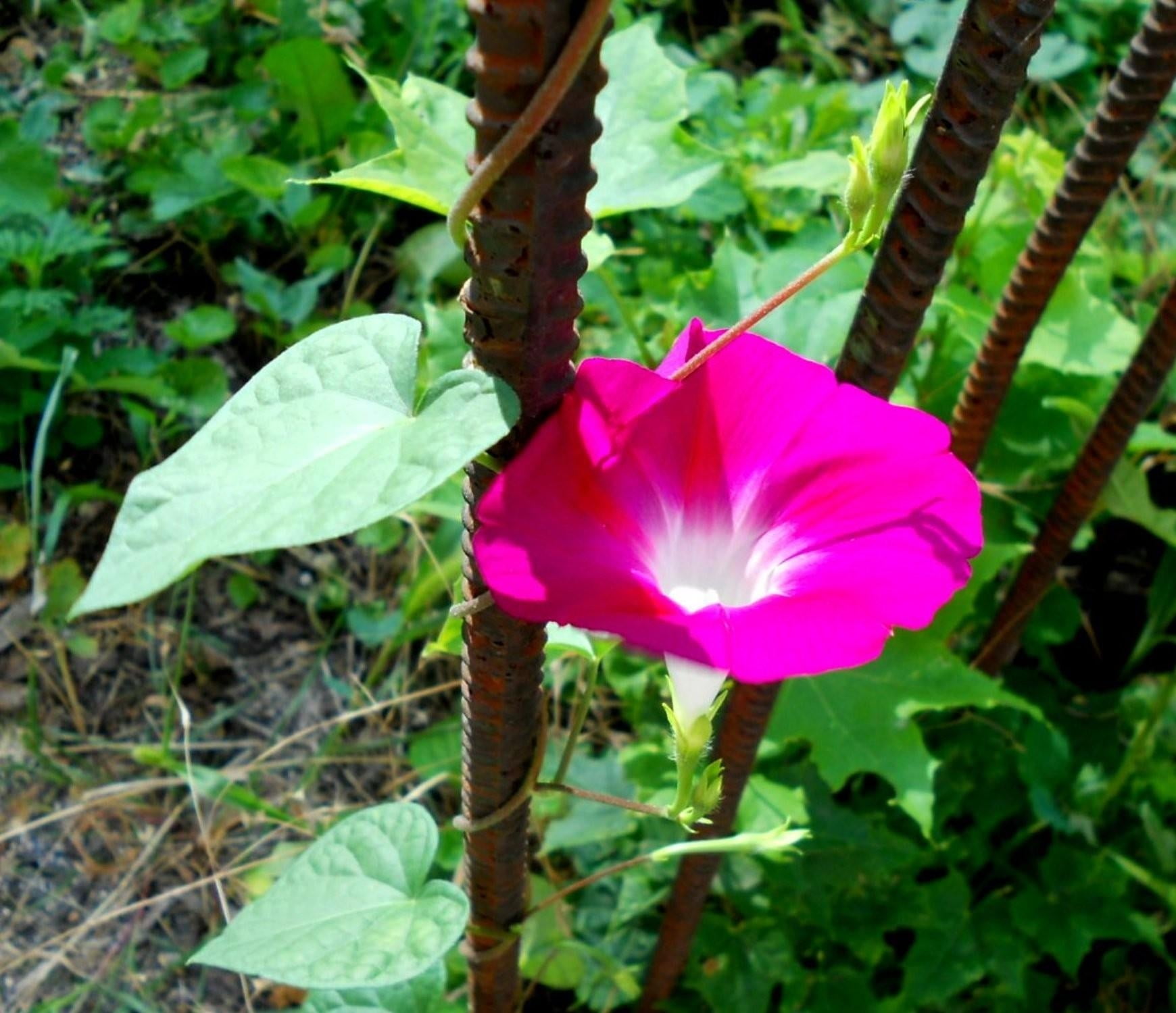 720P, morning glory, plant, greens, flower, leaf, morning, beauty in nature, glory, inflorescence, flowering plant, vulnerability, nature, pink color, HD Wallpaper
