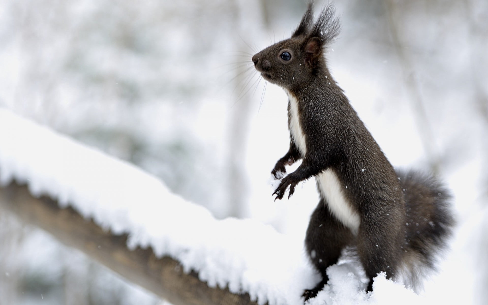 forest, small, fluffy, black color, wildlife, rodent, outdoors, nature, eating, woodland, tree, animal themes, white, animals In The Wild, on his hind legs, HD Wallpaper