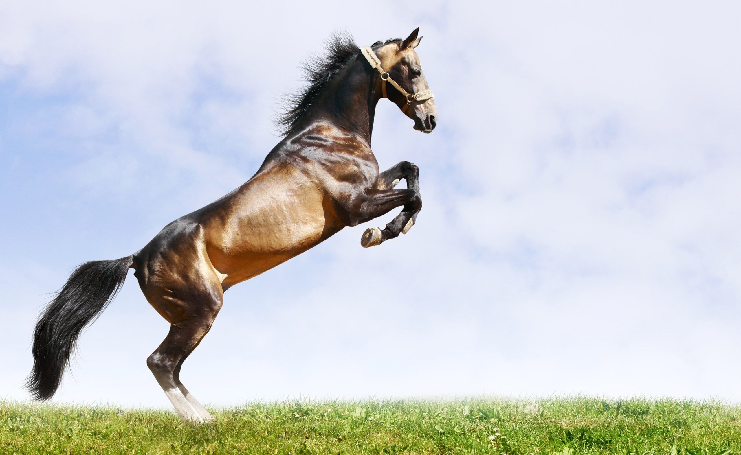 grass, animal, sky, vertebrate, pets, day, animal themes, one animal, Horses, canine, outdoors, Legs, motion, nature, cloud - sky, Horse, land, domestic animals, HD Wallpaper