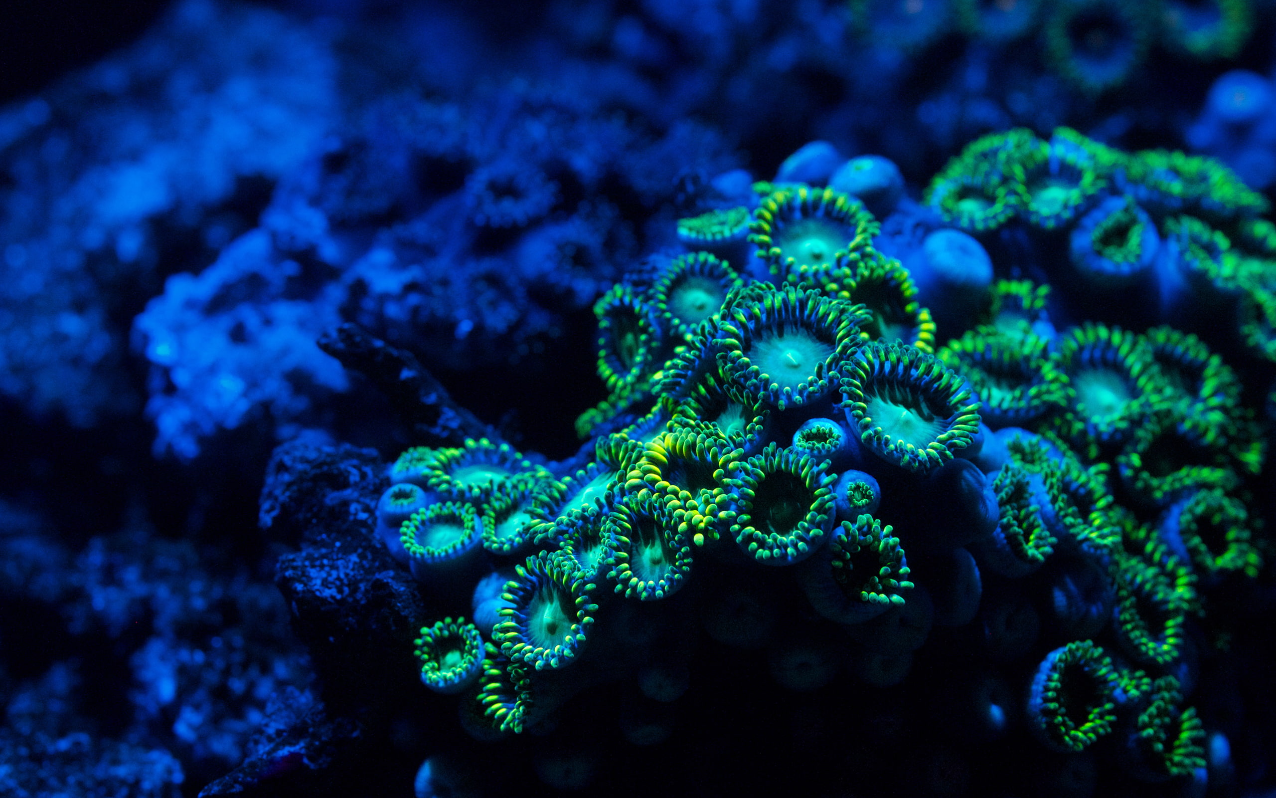corals, hd, green, blue, ocean, nature, black, 2K, underwater, coral, HD Wallpaper