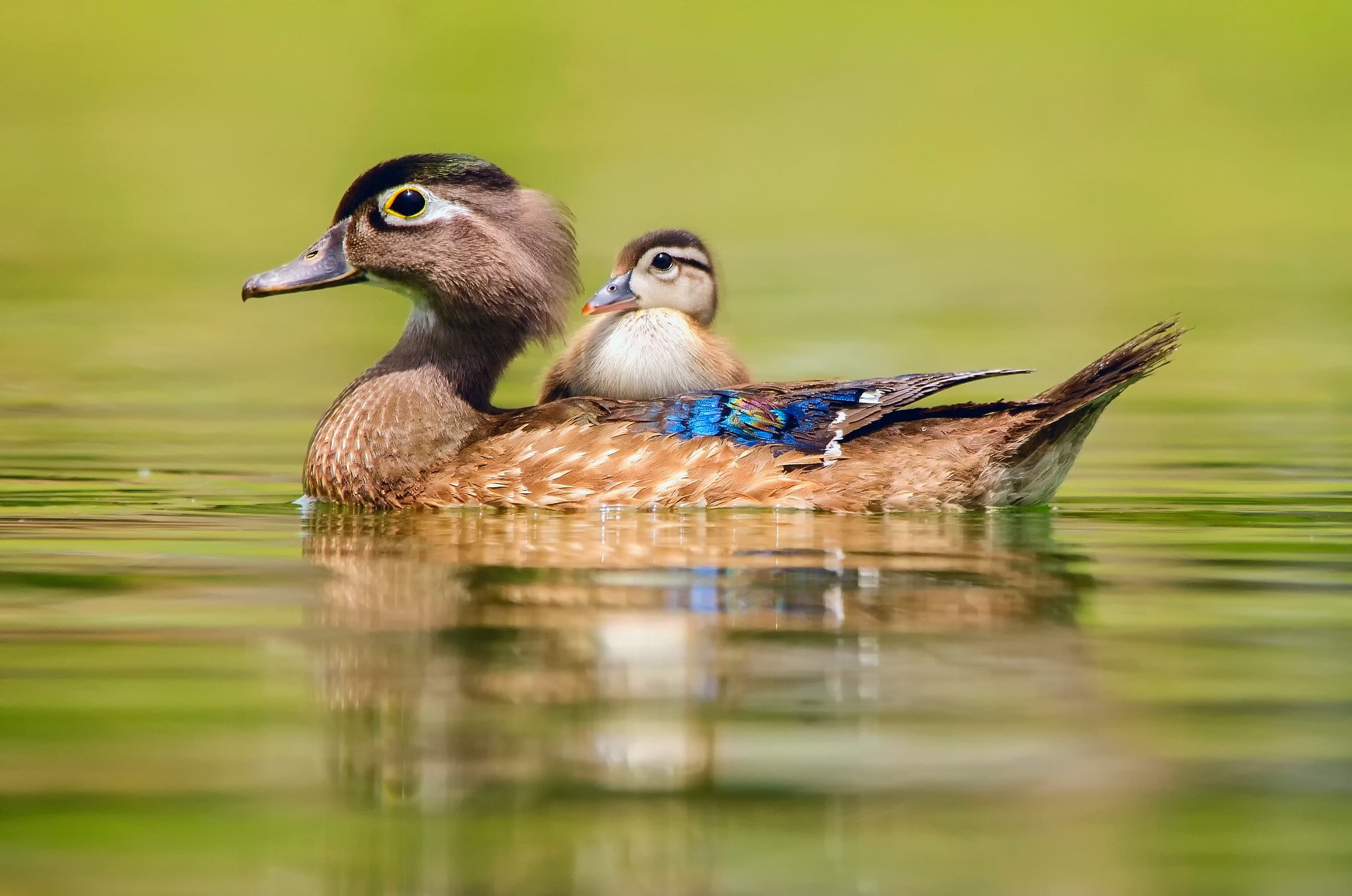 duck, baby, animals, 1080P, water, baby duck, HD Wallpaper