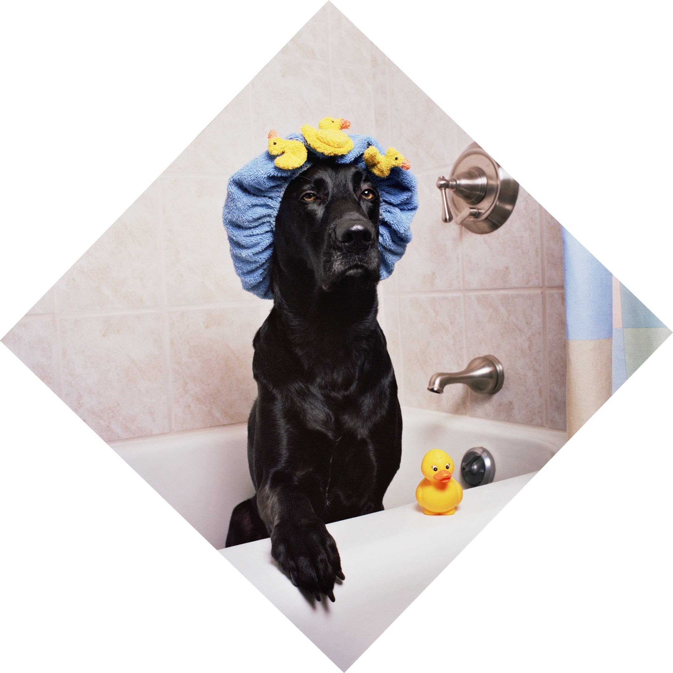 ball, domestic, flowering plant, retriever, flower, black lab, yellow, no people, canine, pets, mammal, rubber ducky, vertebrate, bath time, white, black, HD Wallpaper