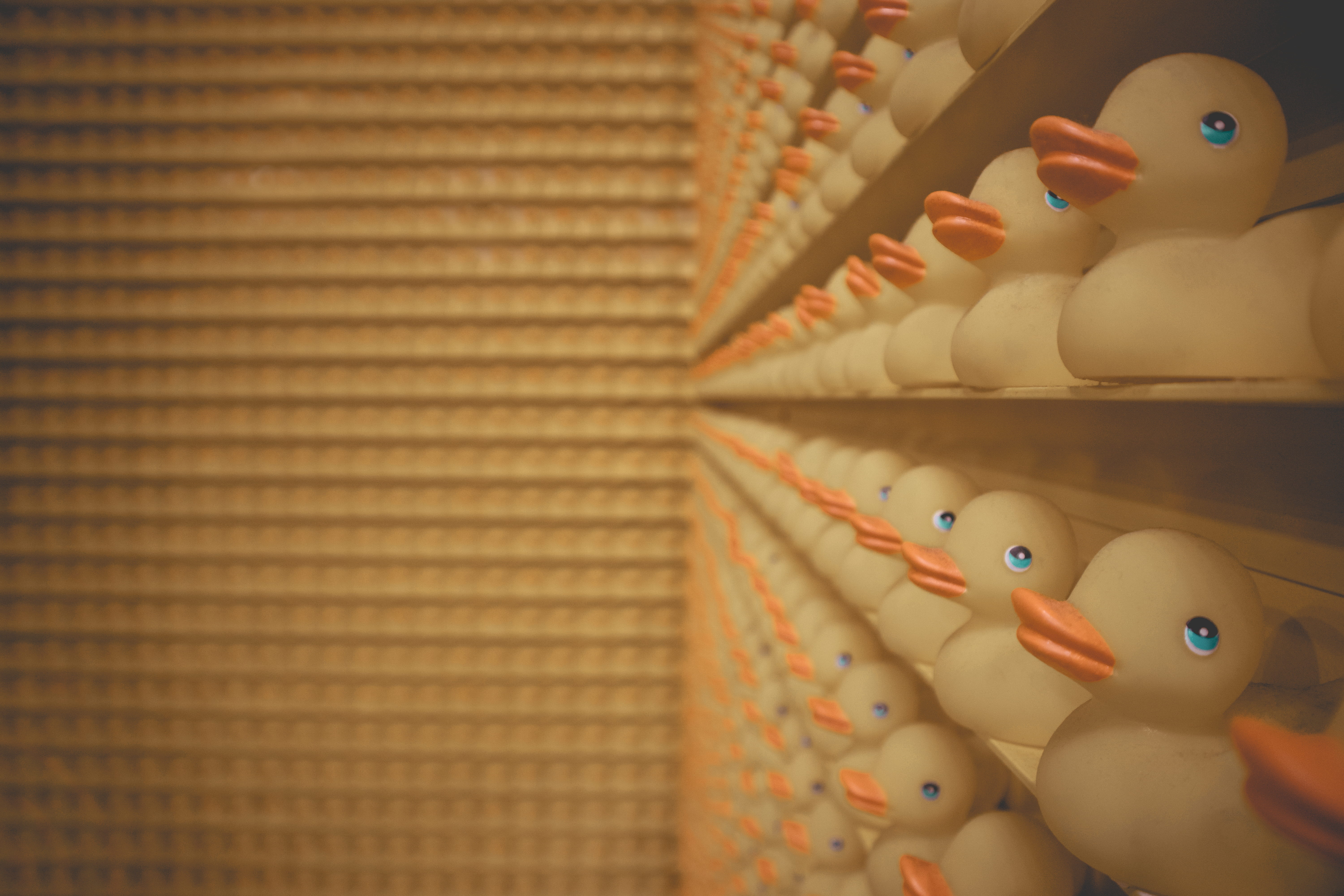 ducks, many, duck, still life, indoors, conceptual, stuffed toy, room, doll, close-up, 5K, figurine, art and craft, in a row, craft, rubber ducks, pattern, HD Wallpaper