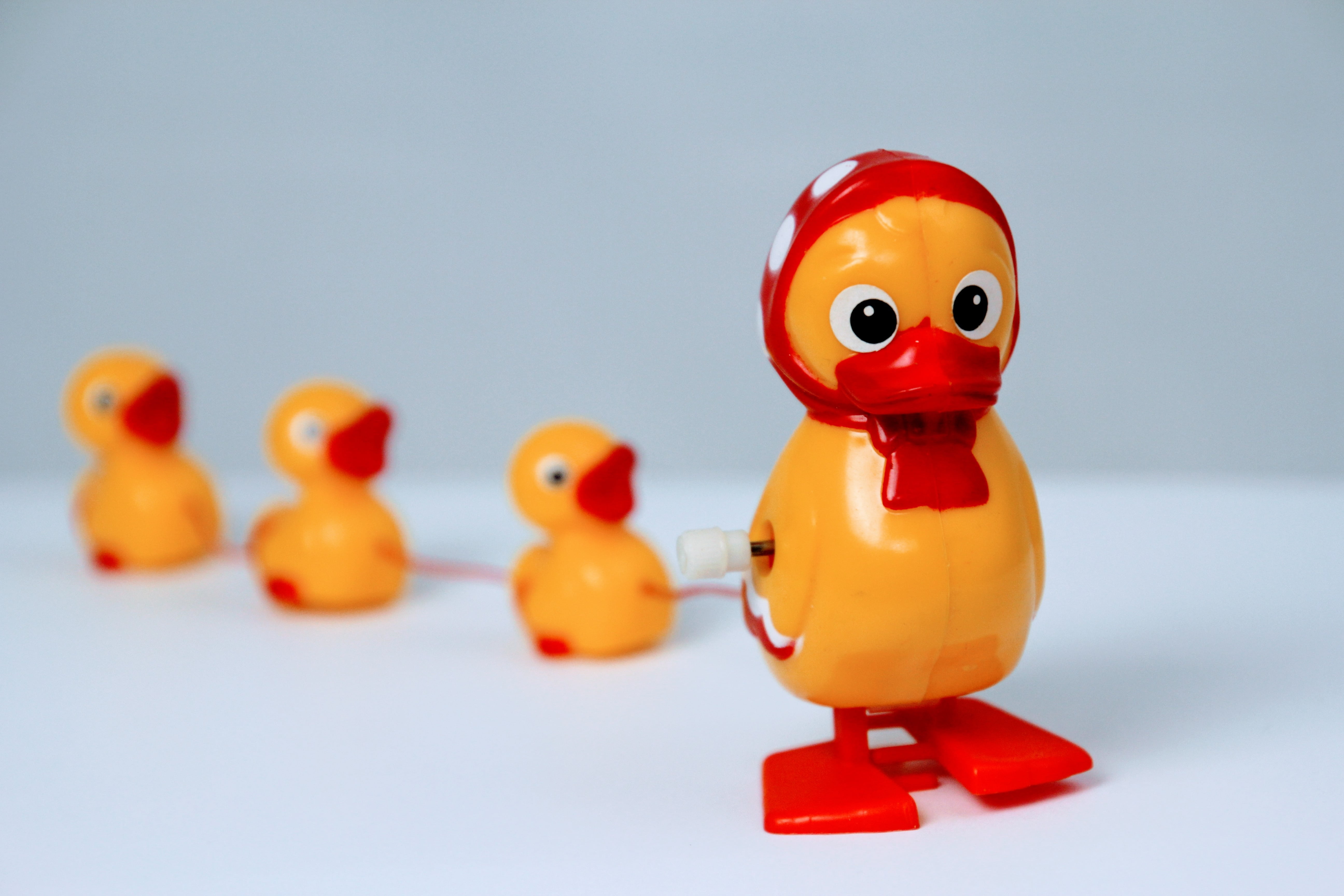 still life, studio shot, indoors, colored background, focus on foreground, small group of objects, 5K, lucky duck, group of objects, no people, animal themes, HD Wallpaper