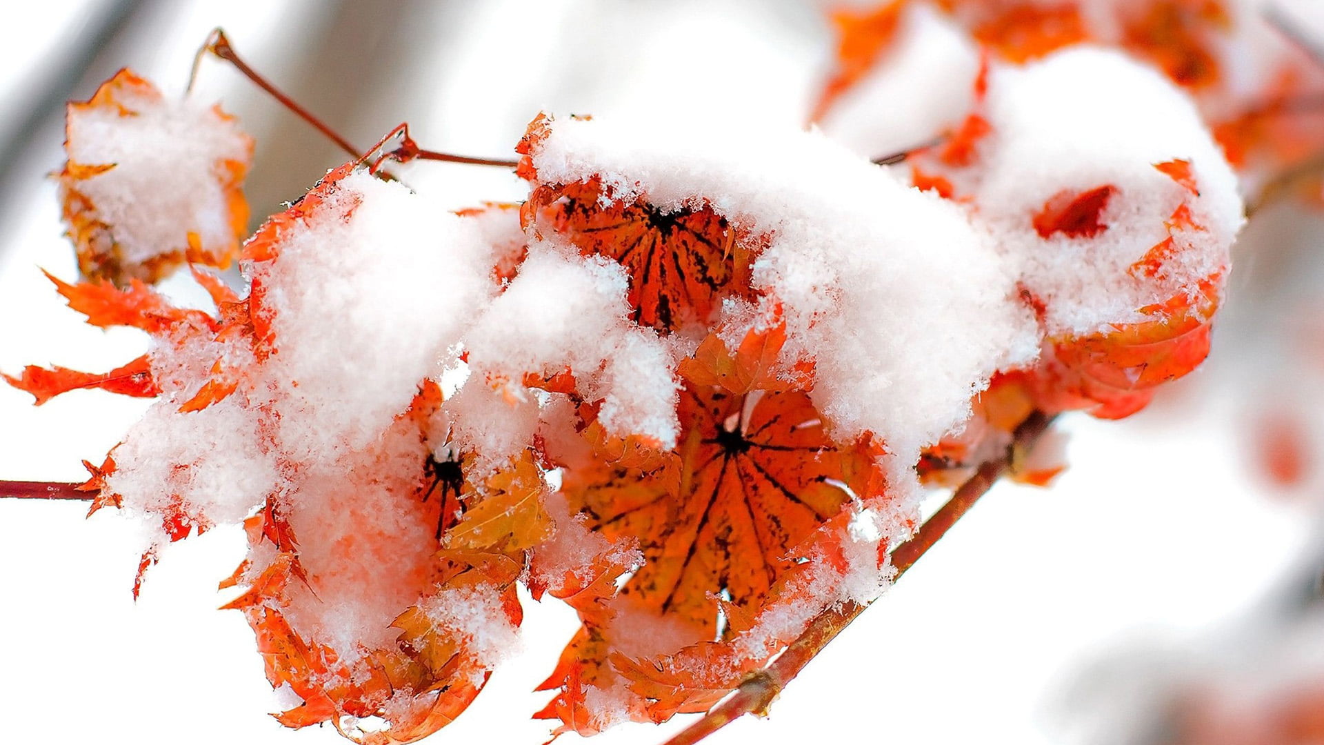 orange, ice, food, forest, orange color, seasonal, focus on foreground, food and drink, golden, park, graphic, maple, frozen, red, close-up, trees, landscape, HD Wallpaper