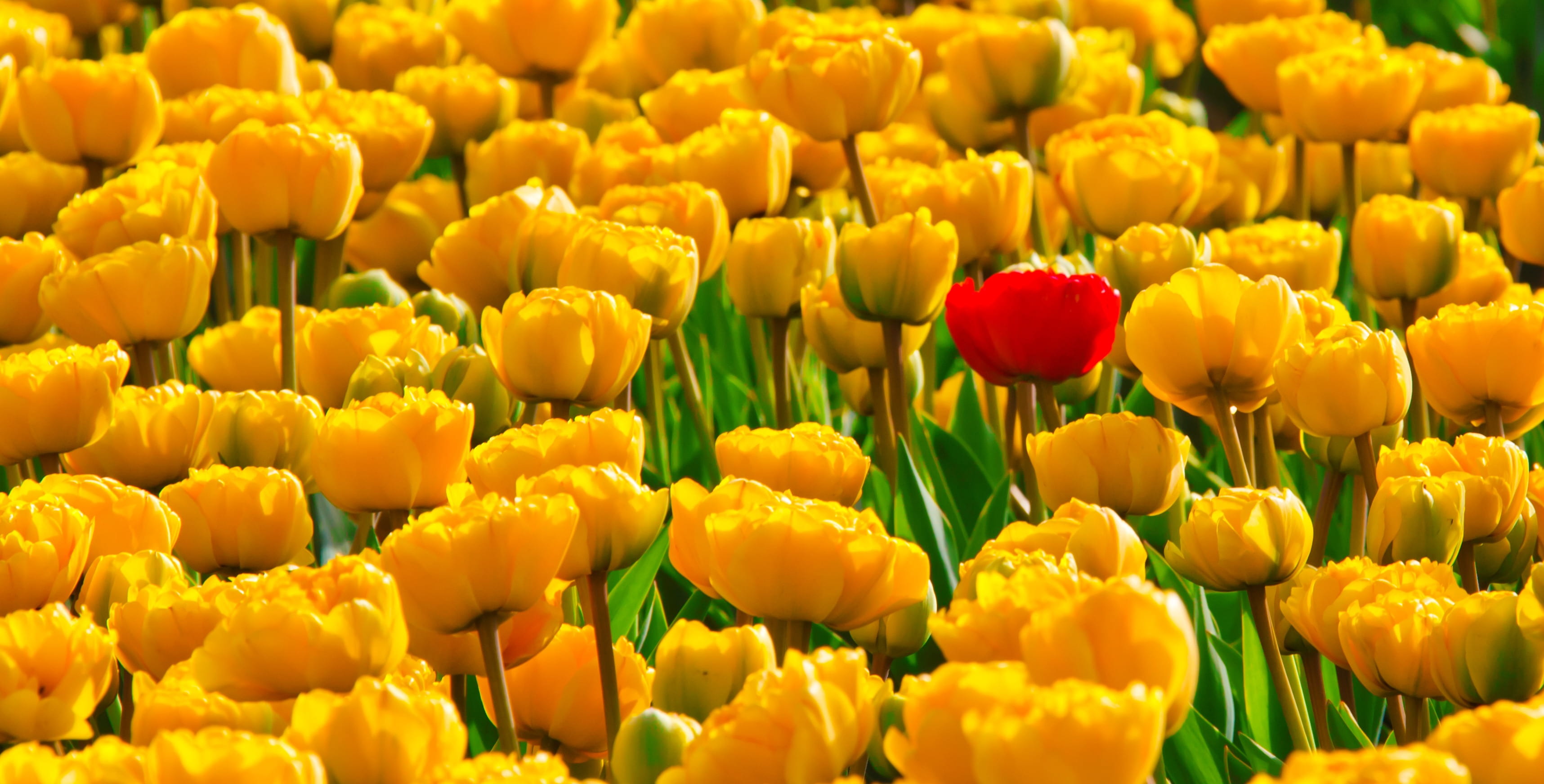 tulips, outdoors, red, multi colored, beautiful, flower arrangement, full frame, field, bright, freshness, petal, flower, close-up, plant, fragility, spring, HD Wallpaper