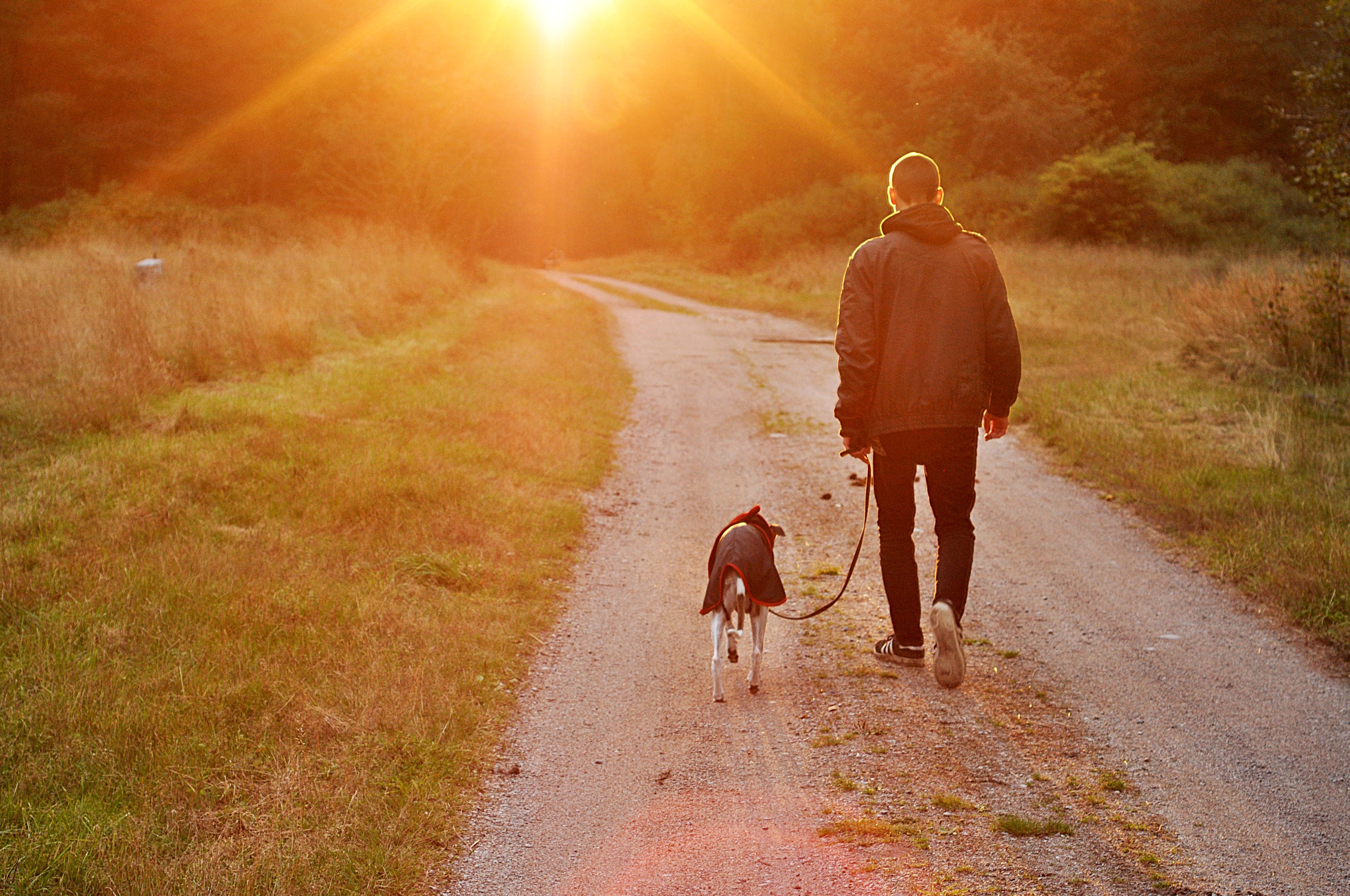 sun, walking, lifestyles, grass, togetherness, lens flare, owner, sunlight, people, vertebrate, love, field, full length, sweden, man, dog, autumn, sunset, HD Wallpaper