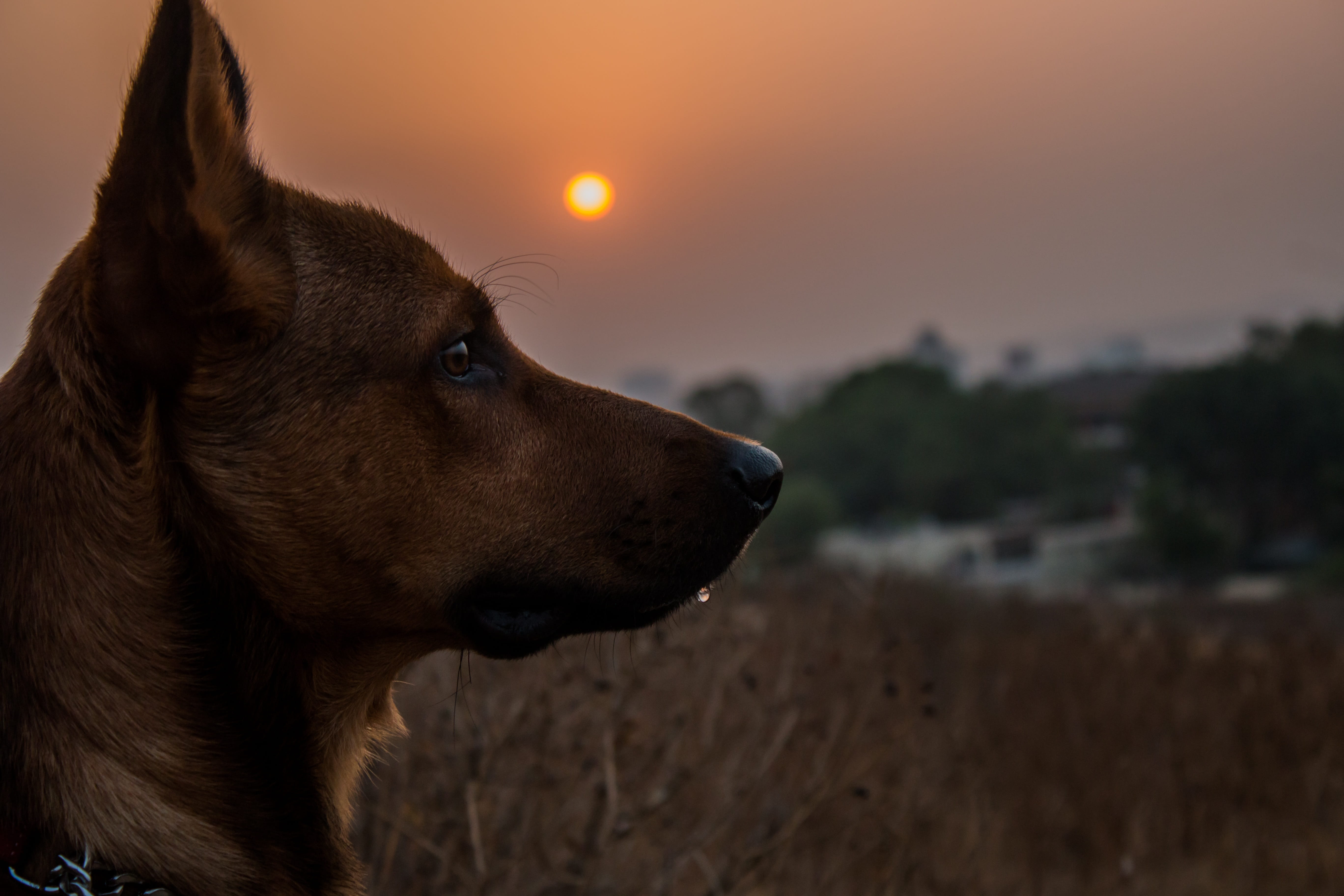canine, brown, sunrise, domestic, tiny, domestic animals, togetherness, golden hour, golden, nature, outdoors, adorable, pet, cute, one animal, grey, happy, HD Wallpaper