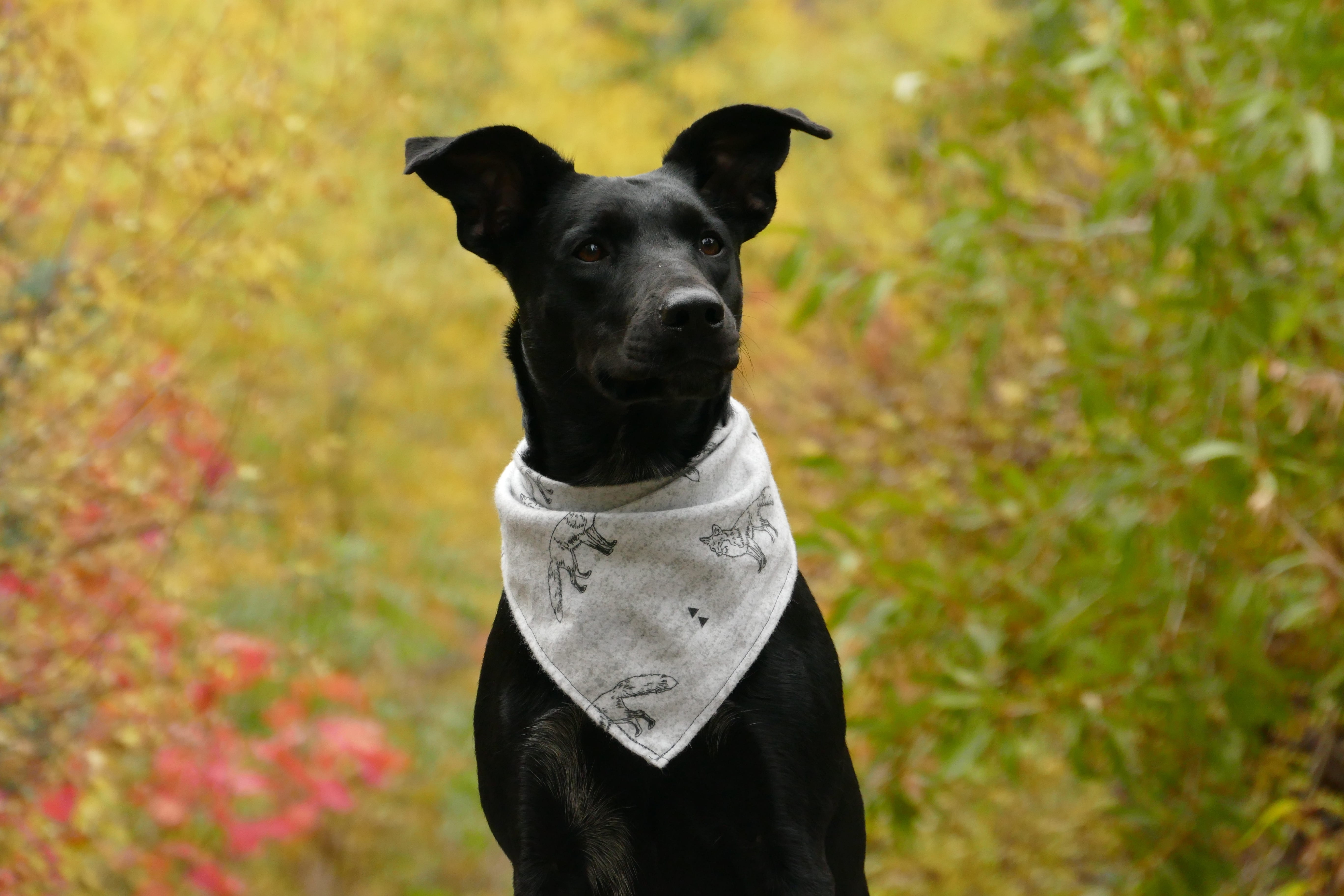 looking at camera, scarf, green, focus, shallow, plant, pink, vertebrate, outdoors, domestic, retriever, fall, adult, pet, bandana, people, dog walk, black, HD Wallpaper