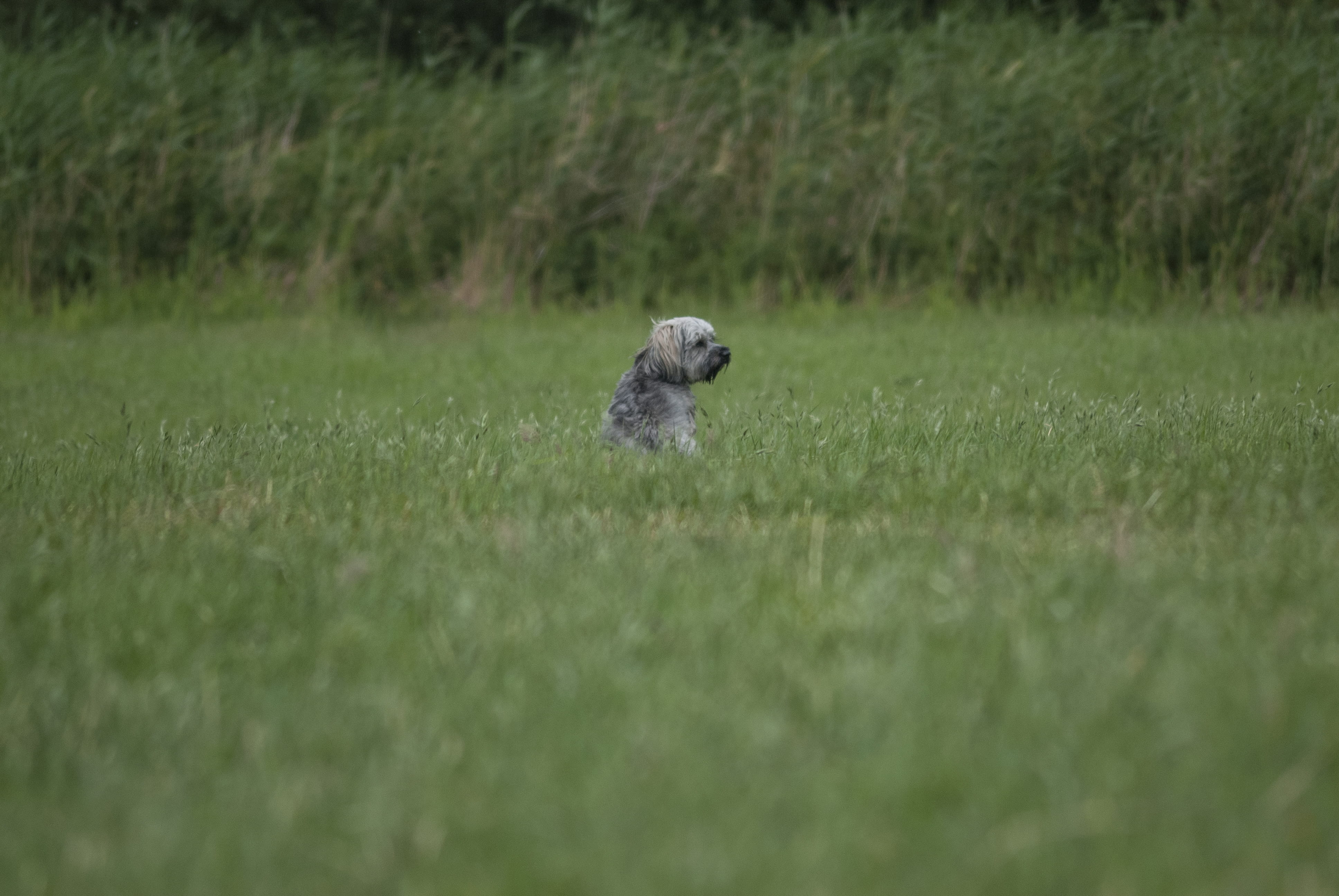 fox, sit, animal themes, dog, animals in the wild, lawn, small, germany, one animal, day, green color, 4K, grey, bird, canine, green, selective focus, HD Wallpaper