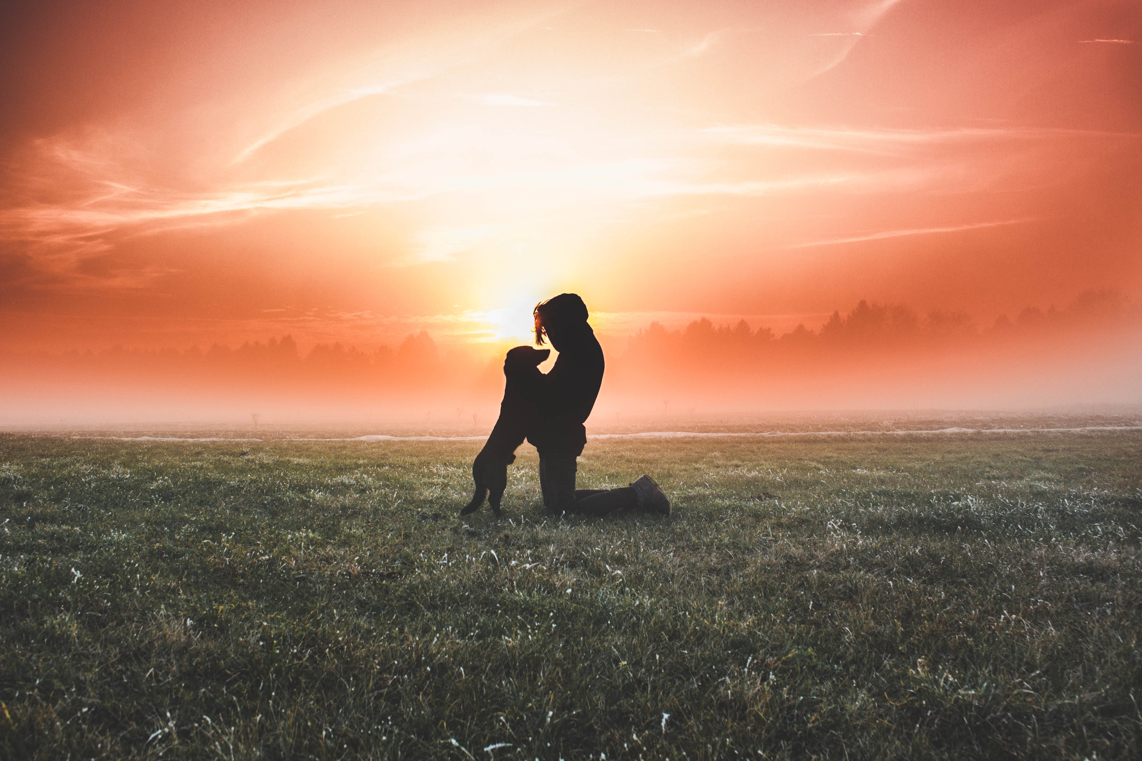 sunlight, females, people, sky, women, silhouette, dog, adult, leisure activity, real people, outdoors, grass field, couple - relationship, one person, HD Wallpaper