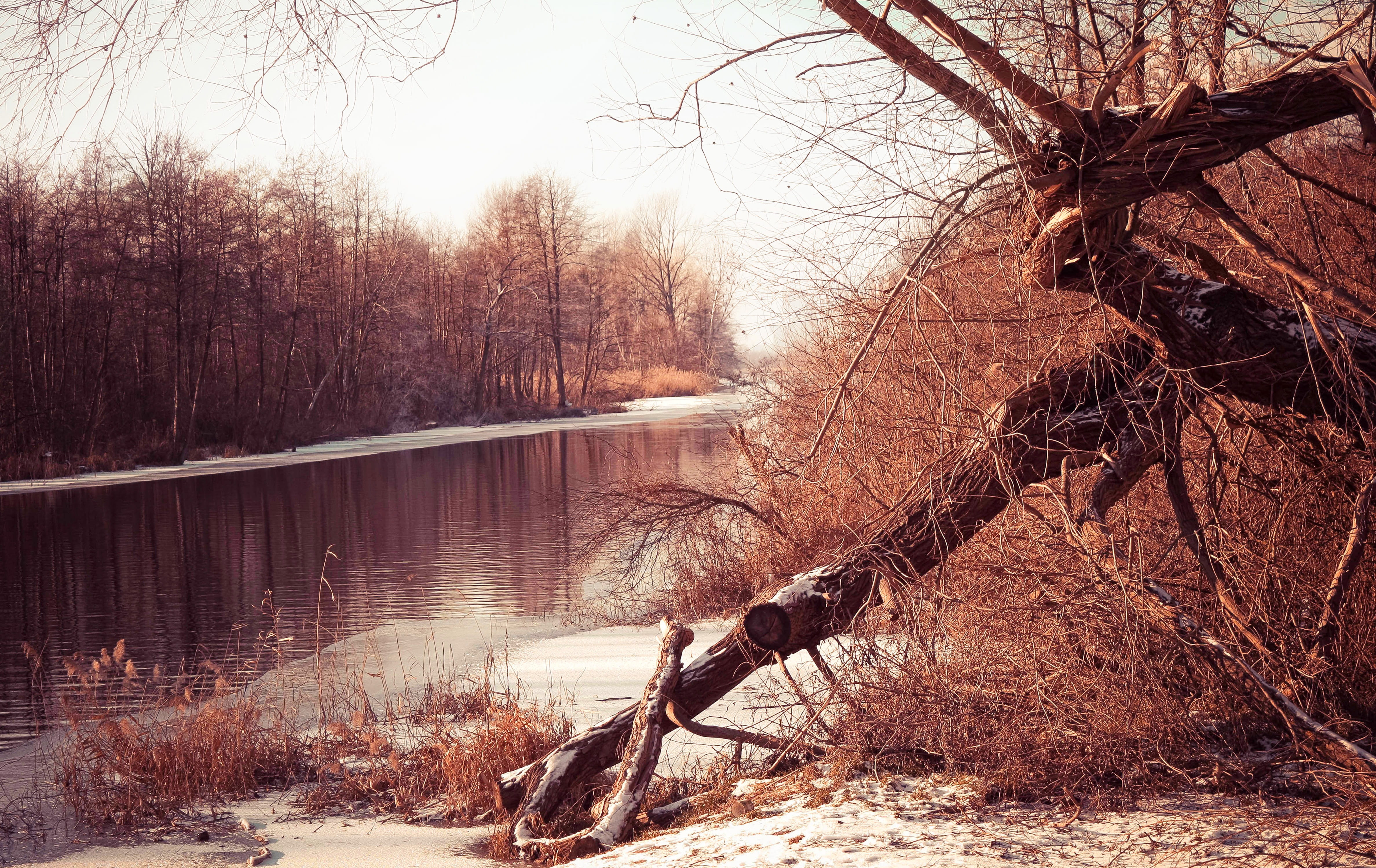 reflection, land, cold temperature, transparency, nature, frozen water, frost, near, body, no people, landscape, tourism, water, grove, spacer, snow, branch, HD Wallpaper