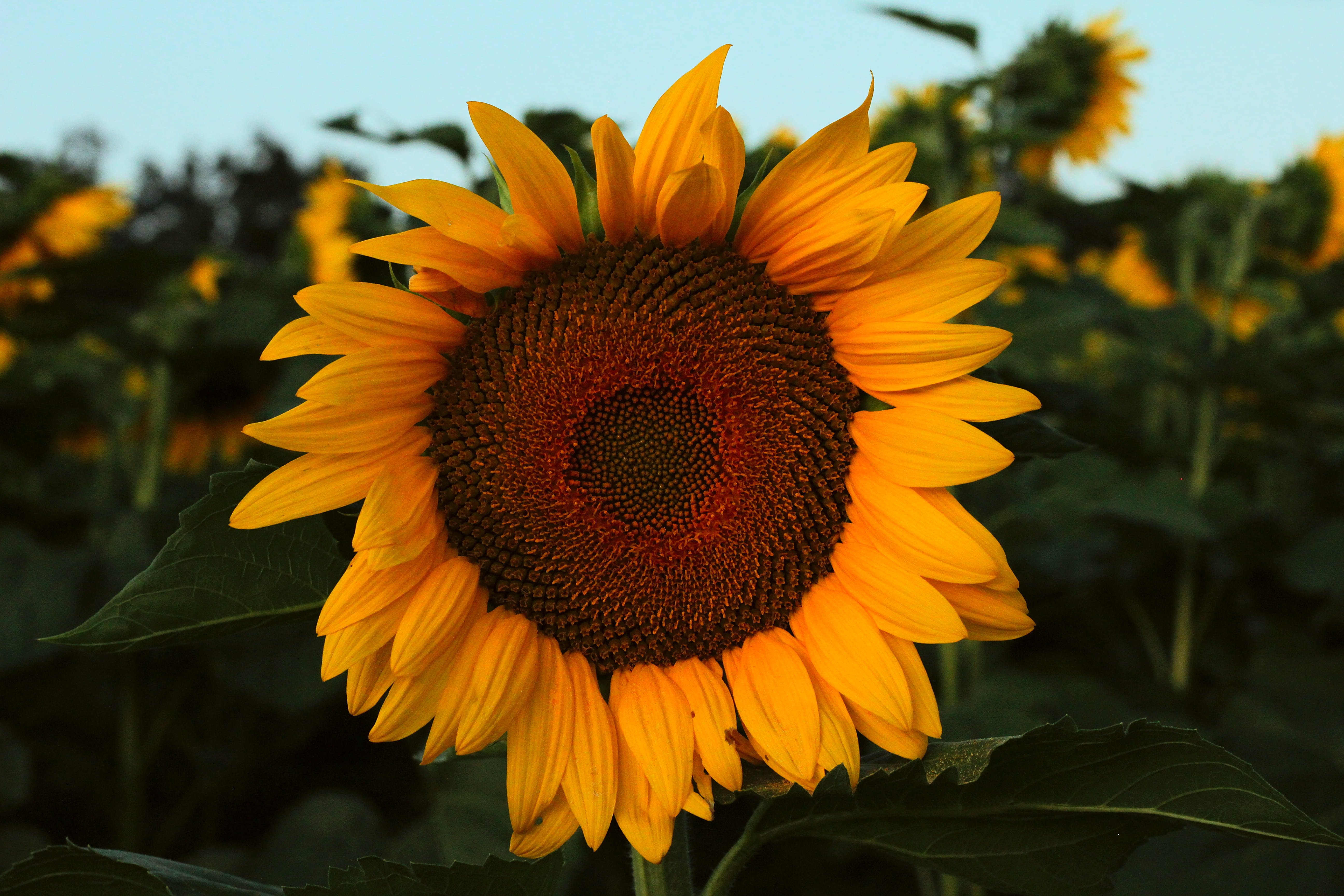 flower head, beauty in nature, 5K, flowering plant, nature, beautiful, petal, chambersburg, growth, united states, vulnerability, freshness, yellow, pollen, HD Wallpaper