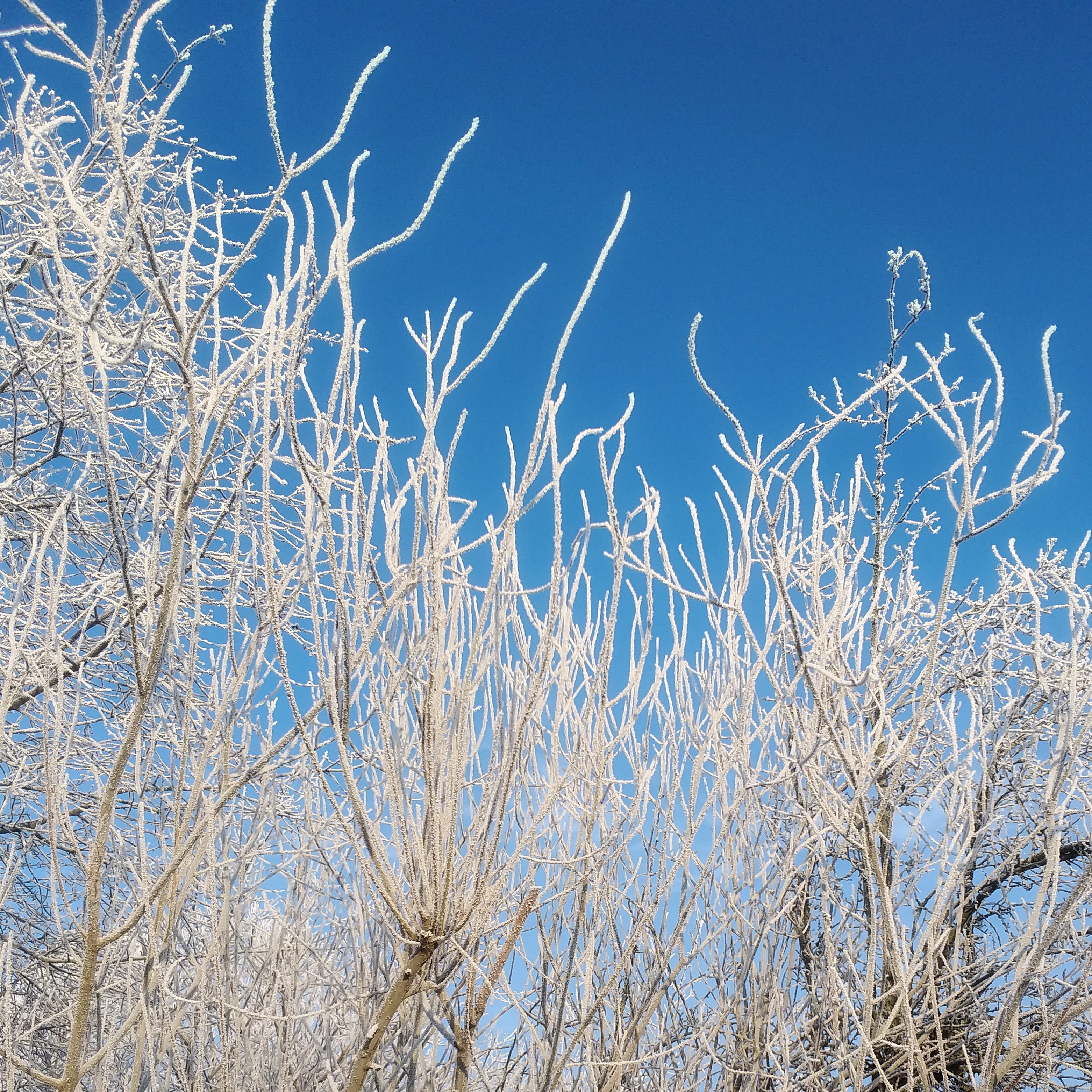 cold temperature, clear sky, beauty in nature, day, morning, 2K, scenics - nature, lawn, nature, bare tree, snow, tranquility, tree, grabówki 379, willow, Phone HD Wallpaper