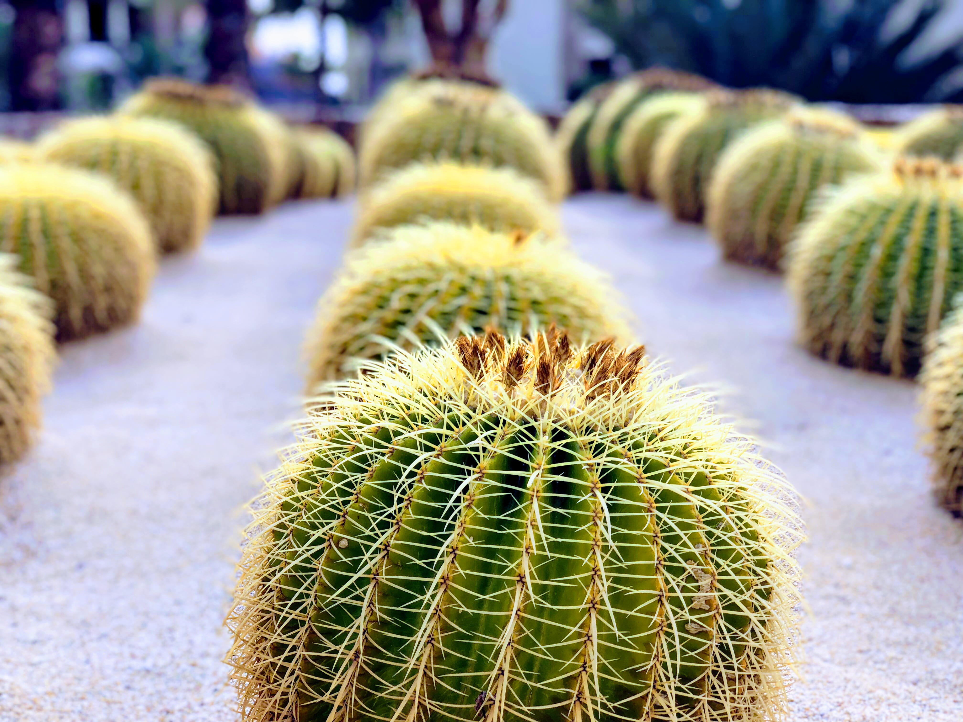 sharp, baja, cacti, in a row, mexico, green color, sand, beauty in nature, spiky, no people, 4K, thorn, focus on foreground, spiked, outdoors, prickly, HD Wallpaper