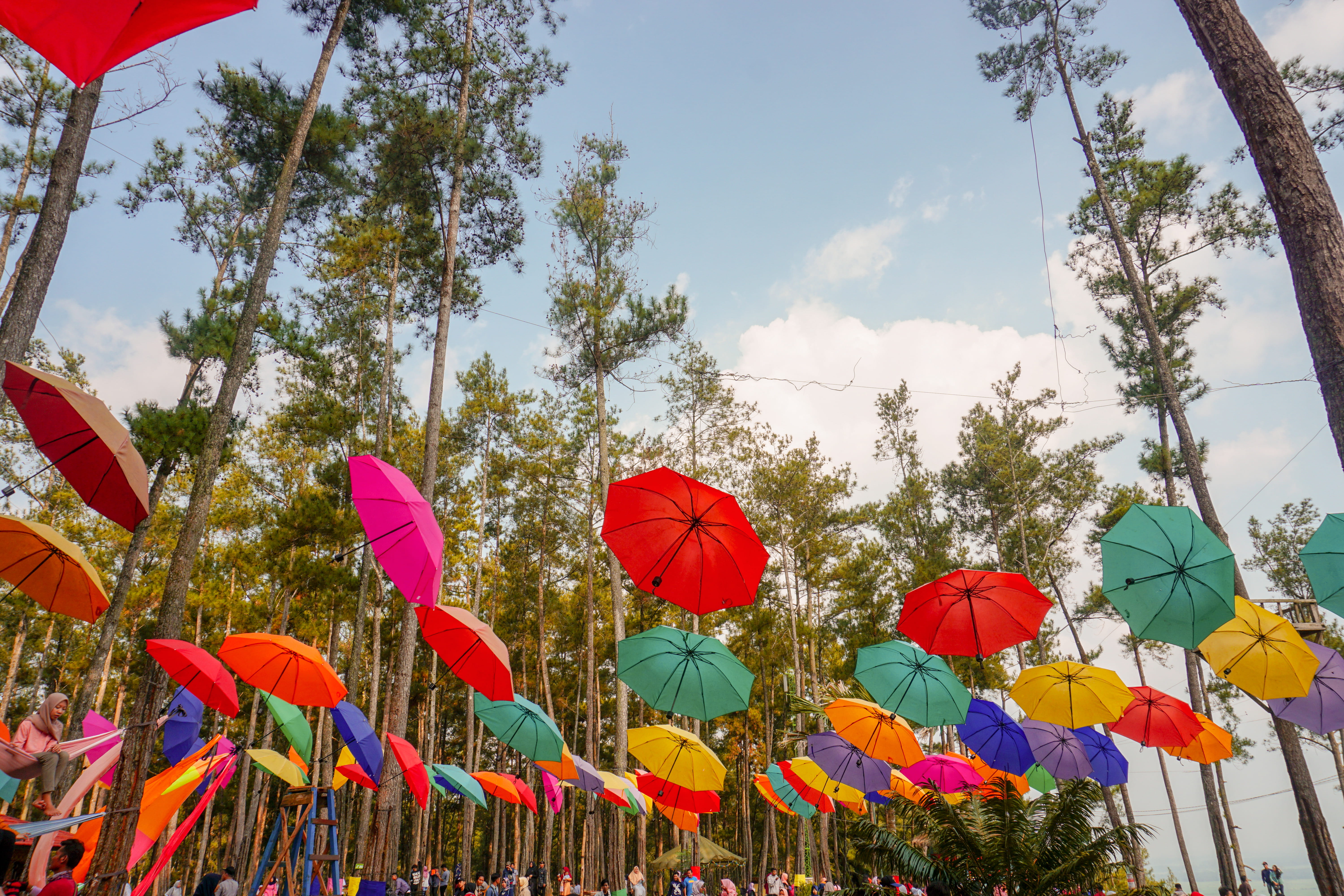 plant, cloud - sky, nature, day, forest, trees, 5K, security, umbrella, kemit, outdoors, indonesia, growth, sky, multi colored, no people, in a row, cilacap, HD Wallpaper