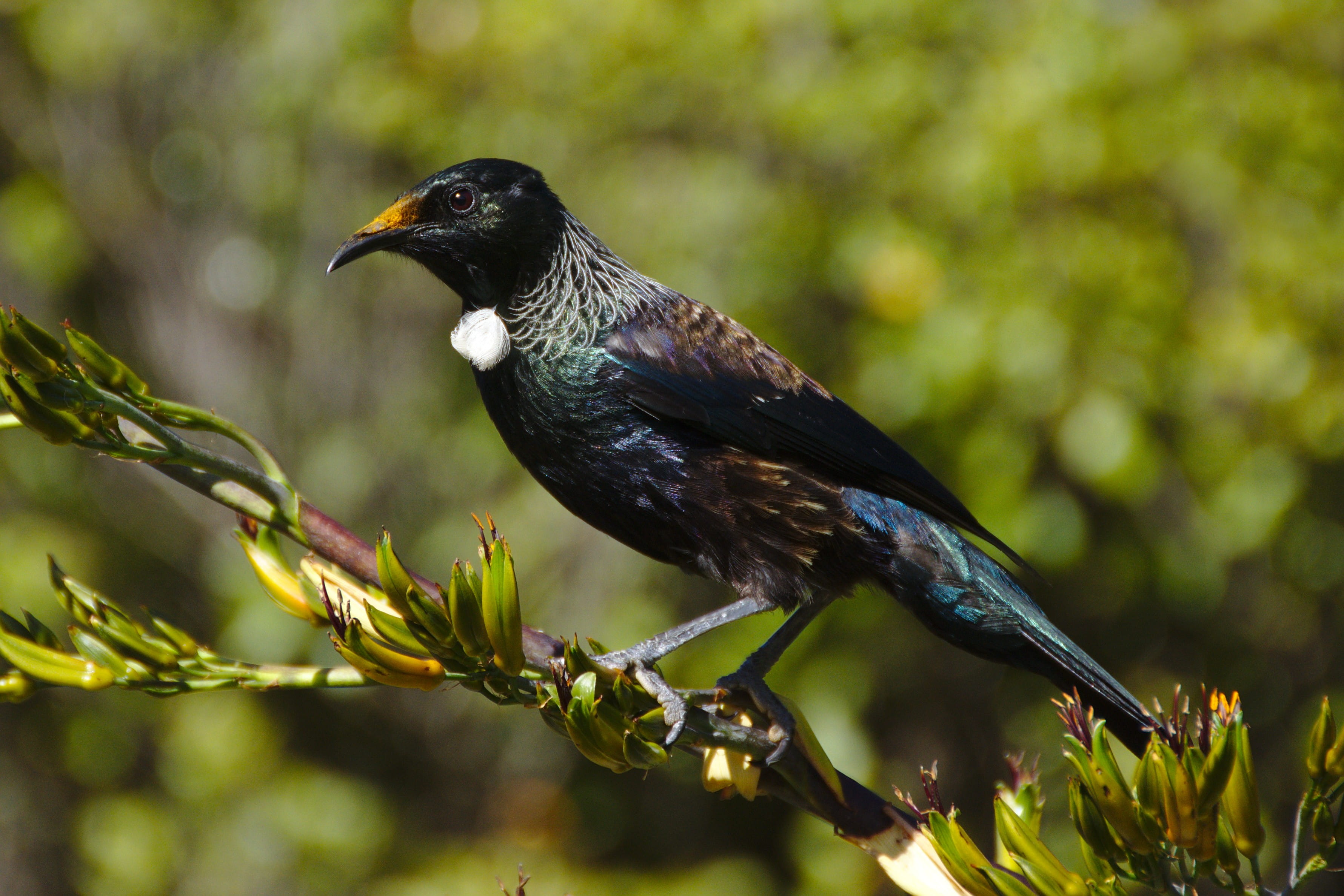 black color, animal, branch, close-up, animals in the wild, perching, focus on foreground, zoology, profile view, blackbird, nature, outdoors, animal wildlife, HD Wallpaper