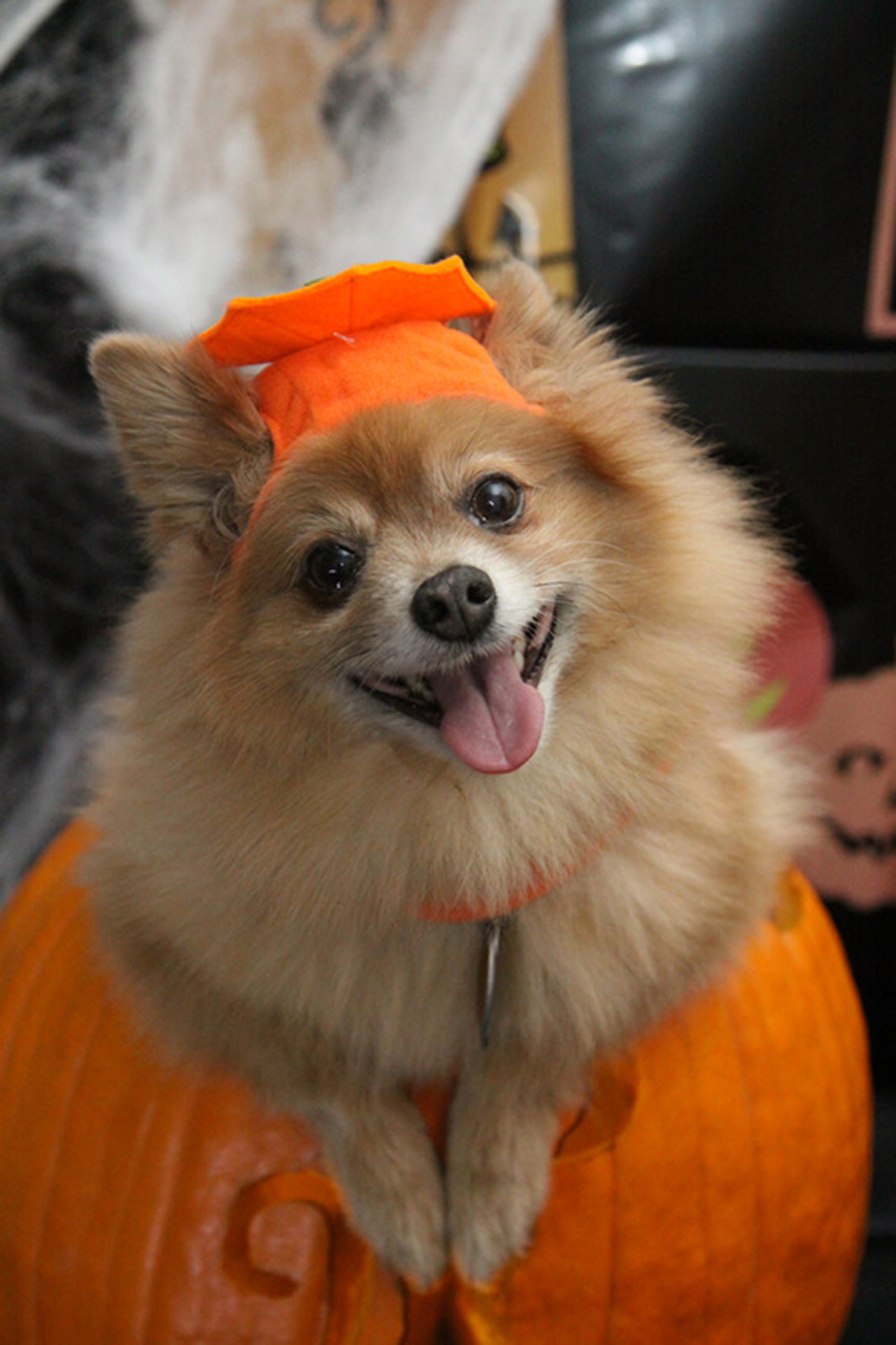 indoors, purebred Dog, mammal, looking at camera, trick, vertebrate, pumpkin, close-up, canine, cute, costume, orange color, one animal, animal, domestic, Phone HD Wallpaper