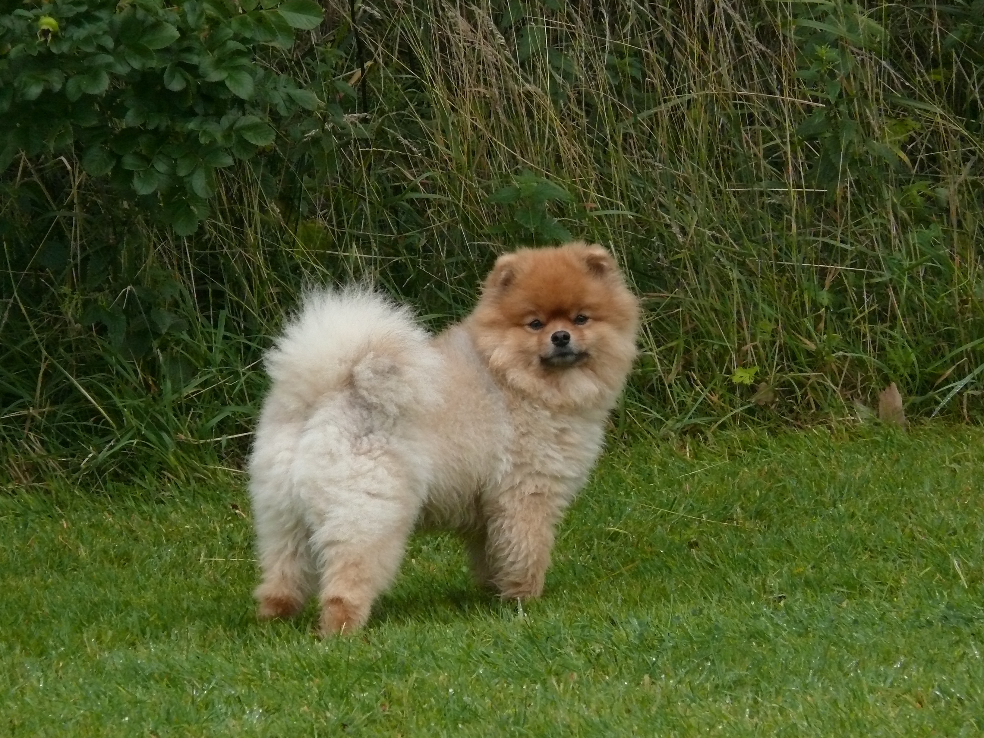 beige, small dog, pomeranian, mammal, 2K, pom pom, pointed, dwarf spitz, animal themes, race, small, young dog, animal, chow, grass, dog, nature, pets, HD Wallpaper