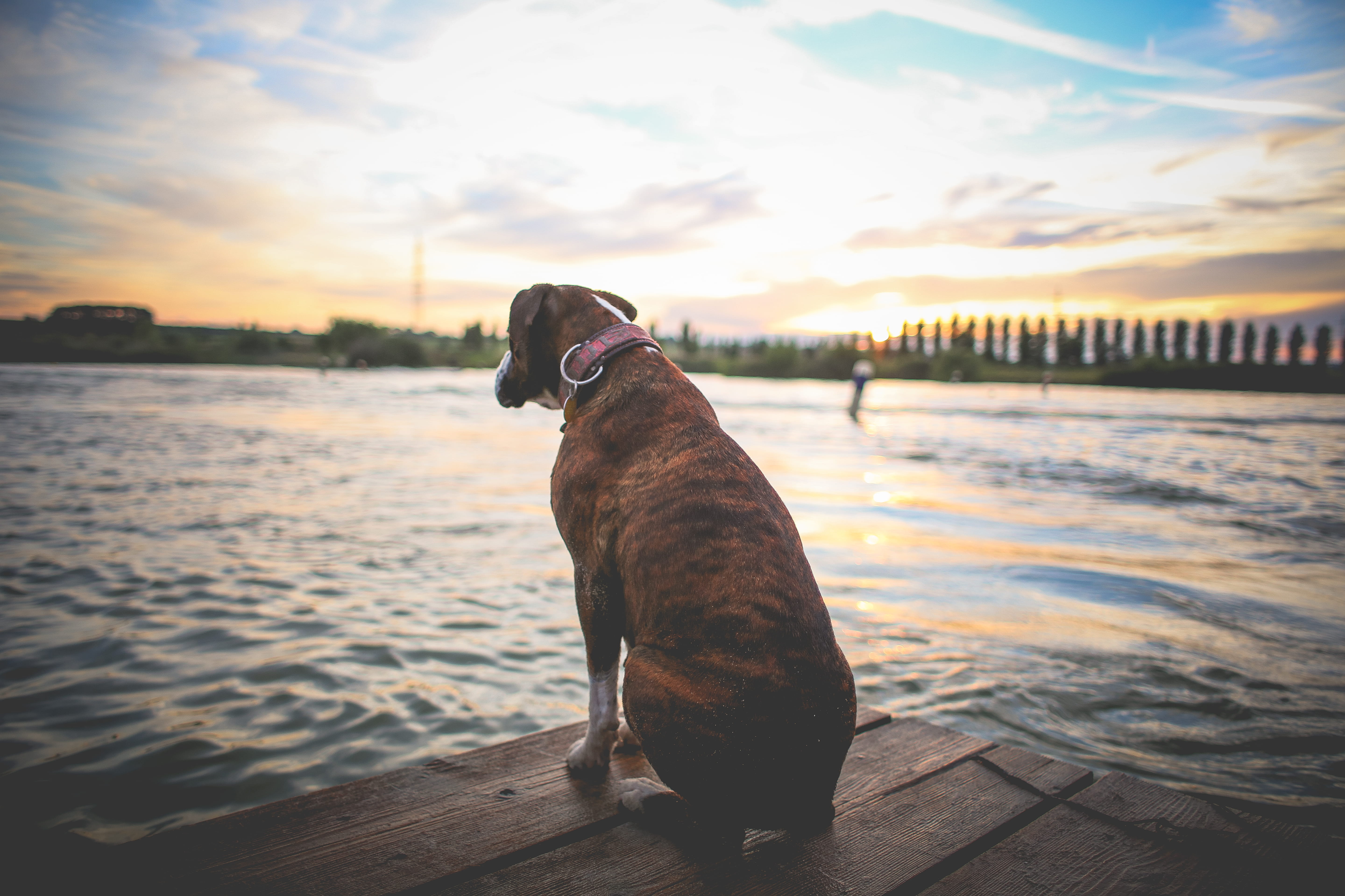 vertebrate, canine, sea, sky, amp, cloud - sky, dog, summer, domestic animals, domestic, sitting, dogs, pier, water, one animal, sunset, pets, animal, no people, HD Wallpaper