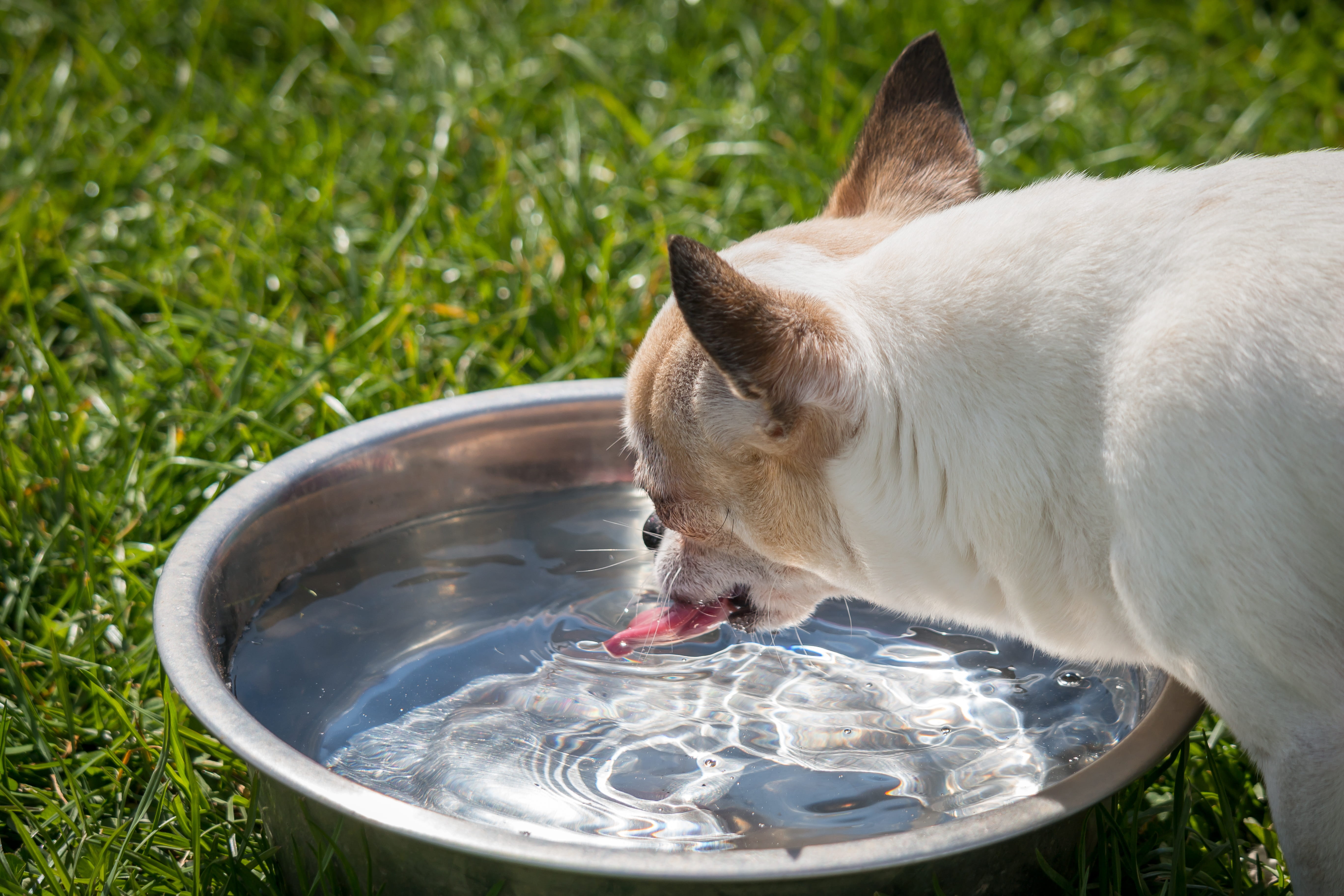 Chiwawa, animal themes, sweet, animal portrait, mammal, water, outdoors, animal head, Chihuahua, plant, cat, no people, animal, drinking, bowl, knuffig, HD Wallpaper
