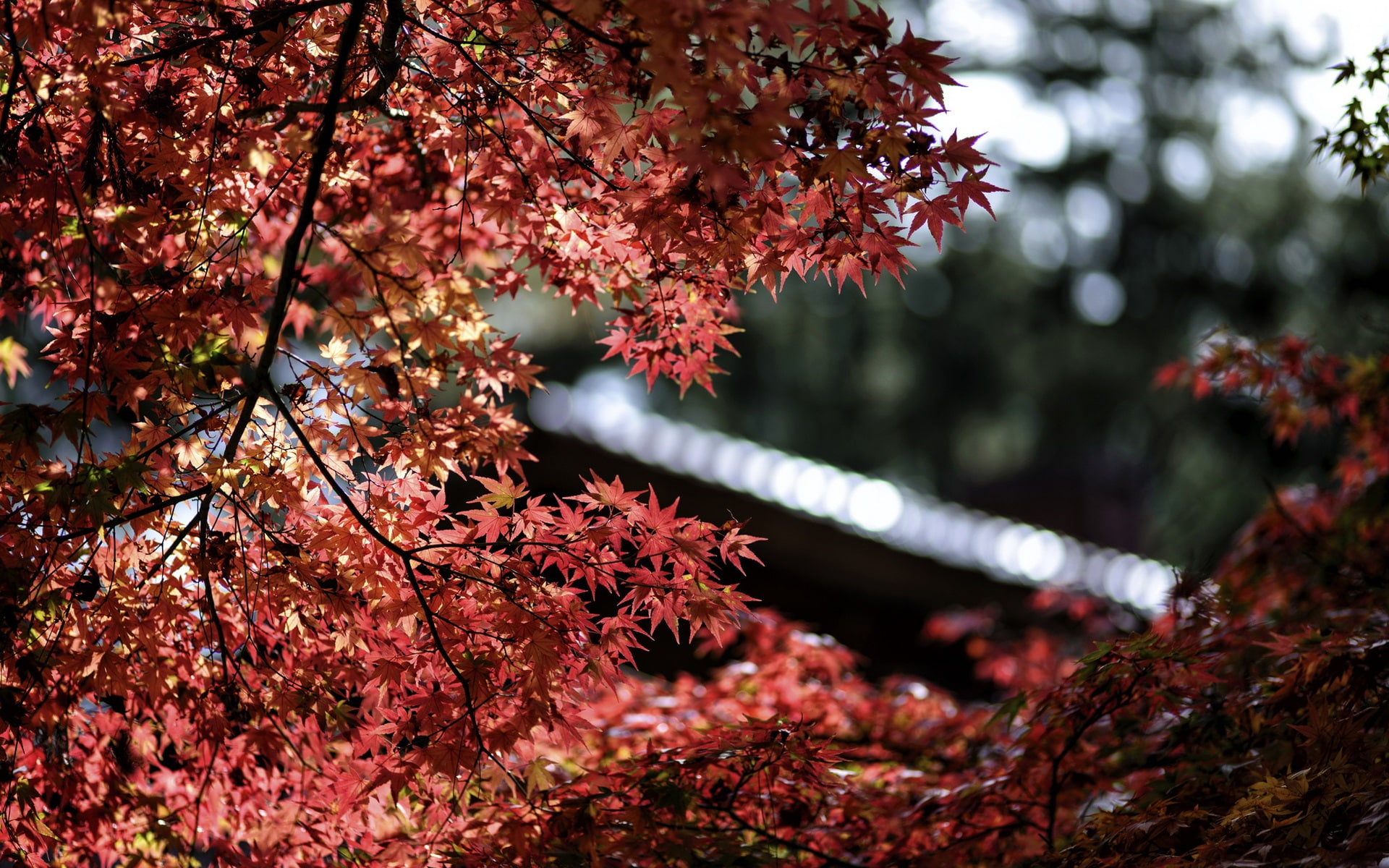 Red, Leaves, Bokeh, 1080P, Maple, Trees, HD Wallpaper