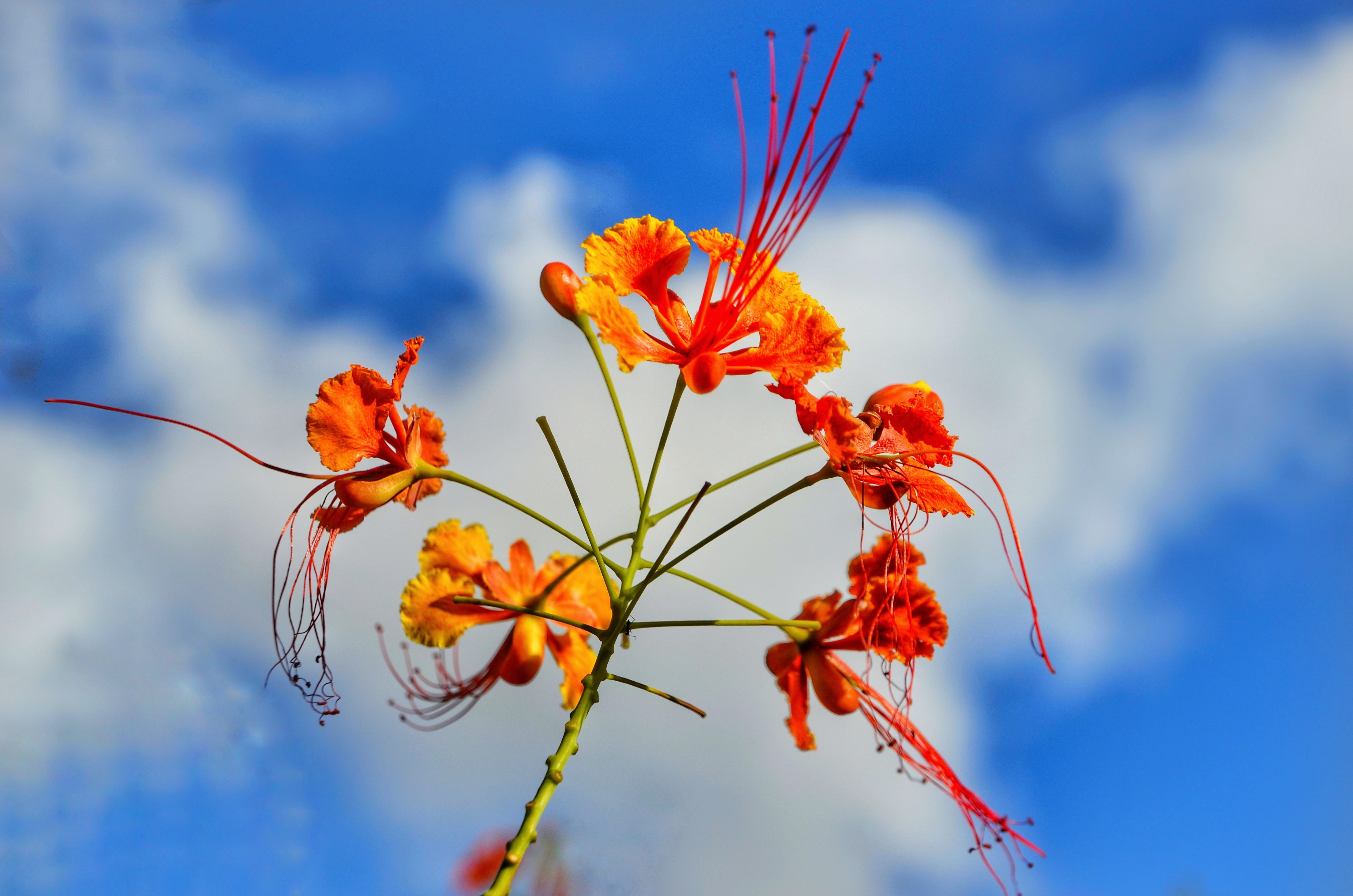 peacock flower, vulnerability, growth, sky, low angle view, outdoors, blue, flora, flower head, 4K, fragility, summer, freshness, close-up, focus on foreground, HD Wallpaper
