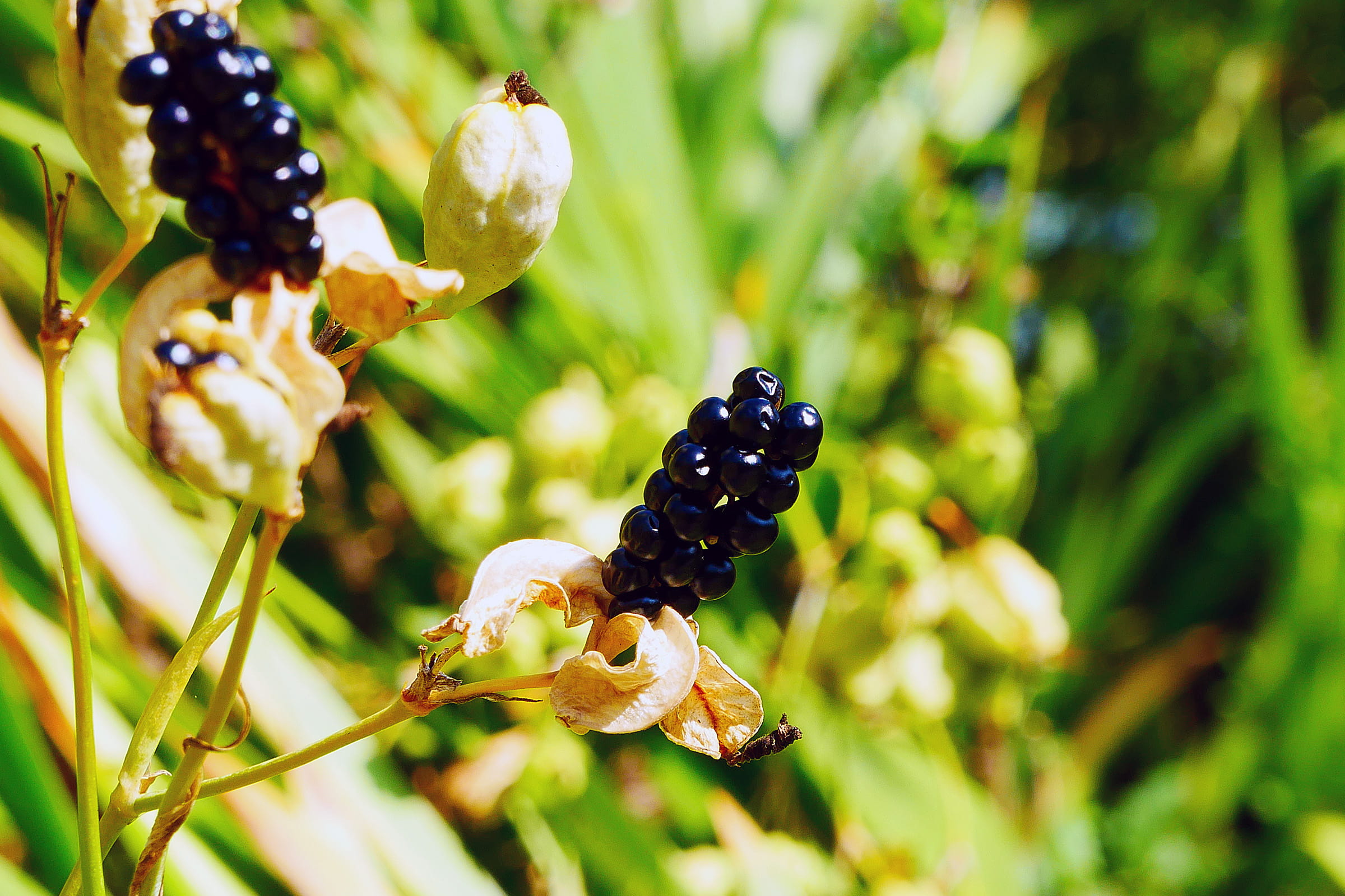flower, flowers, growth, outdoors, focus on foreground, day, iris, black berries of the flowers and seed pods of an ornamental plan, berries, no people, HD Wallpaper