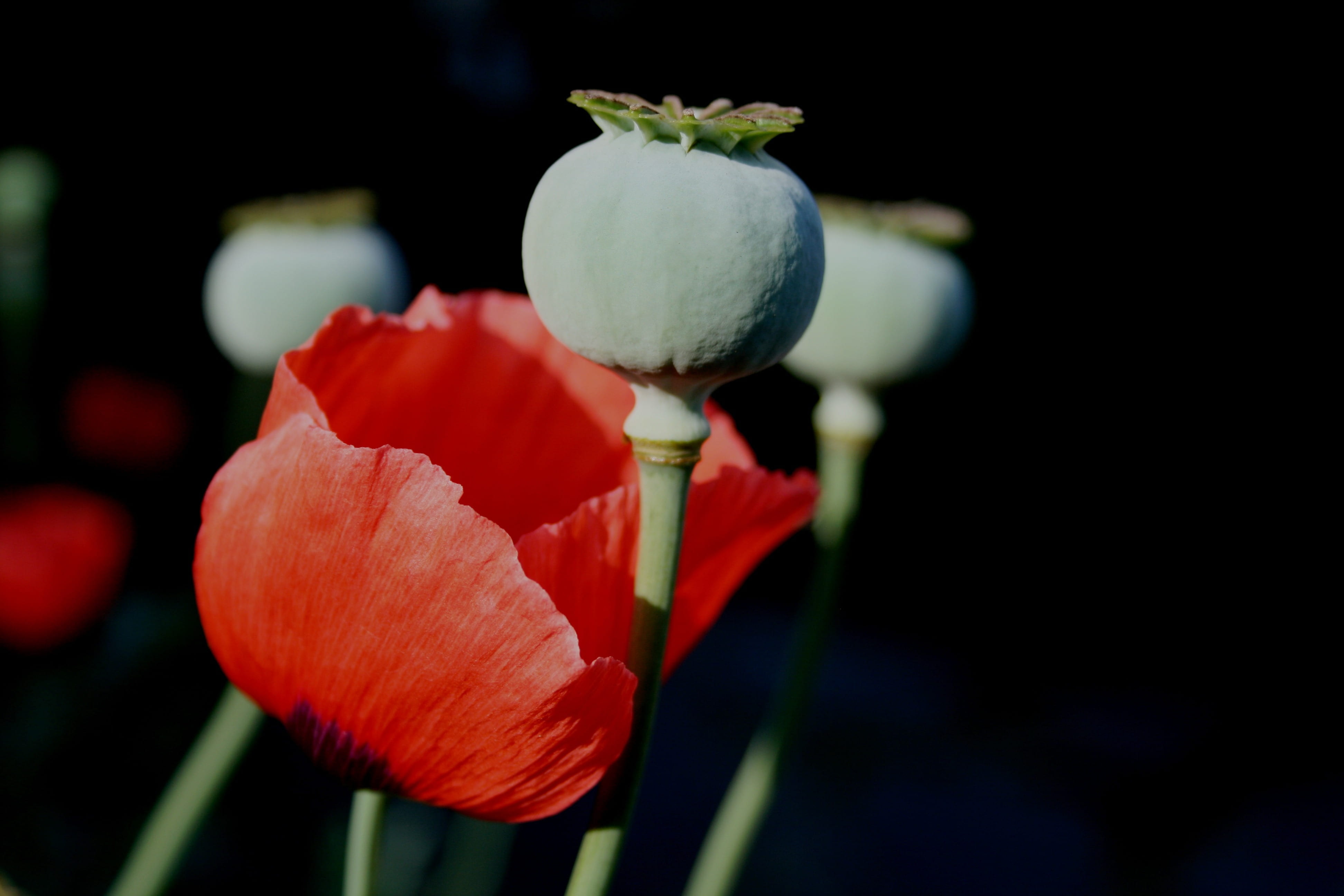 vulnerability, soft, green, poppy, focus on foreground, delicate, plant stem, 4K, beauty in nature, stems, pods, freshness, fragility, flowering plant, HD Wallpaper