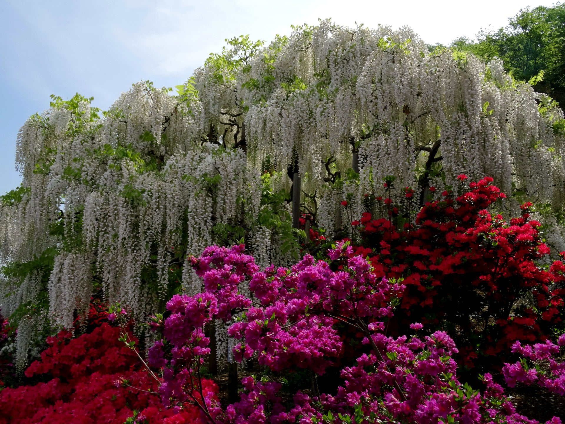 Purple Flower, no people, pink color, Shrub, sky, low angle view, Tree, Wisteria, fragility, outdoors, tranquility, Flower, flowering plant, Japan, spring, HD Wallpaper